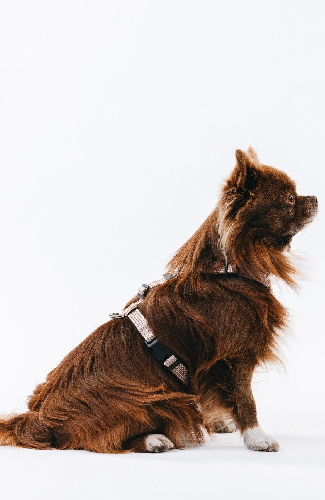 Anatomical Dog Harness - beige color