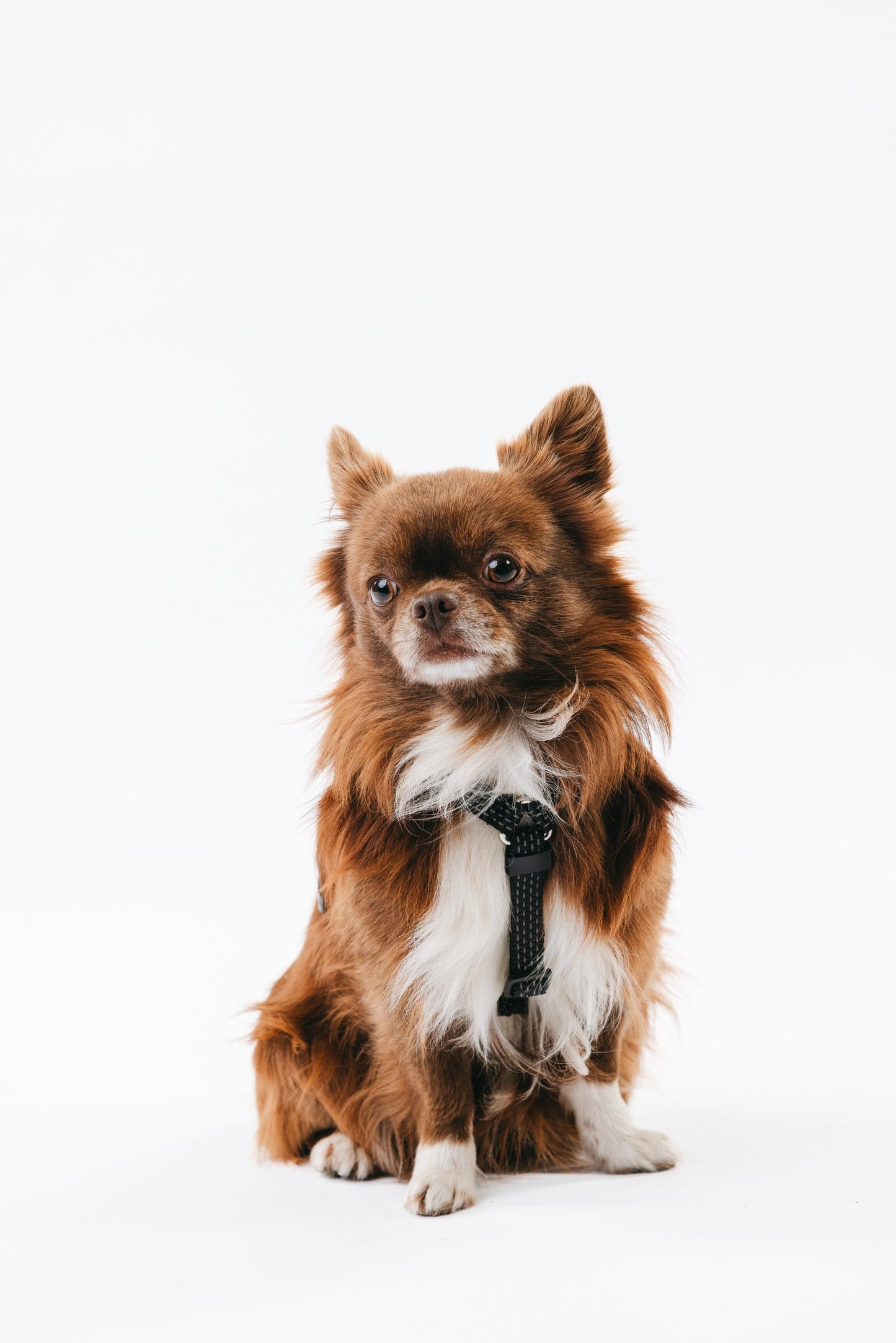 Anatomical Dog Harness - black color