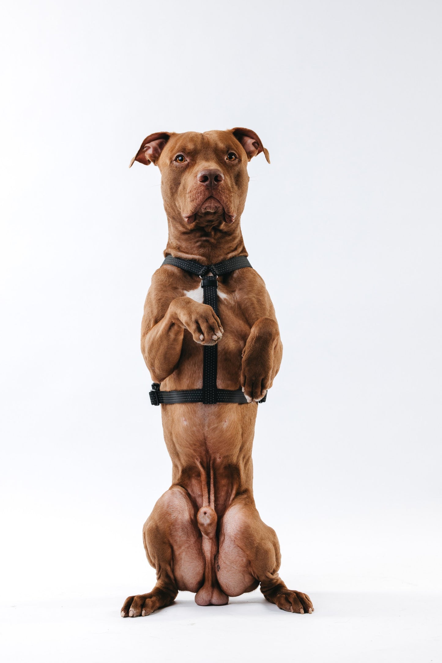 Anatomical Dog Harness - black color