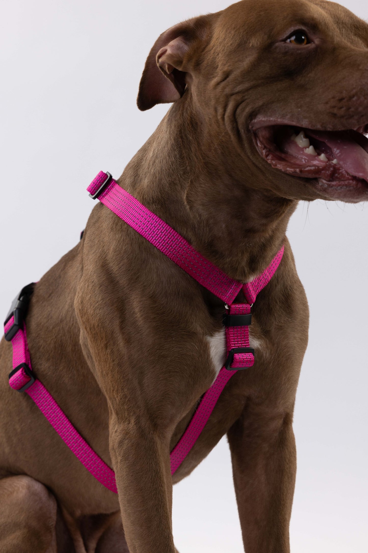 Anatomical Dog Harness - pink color
