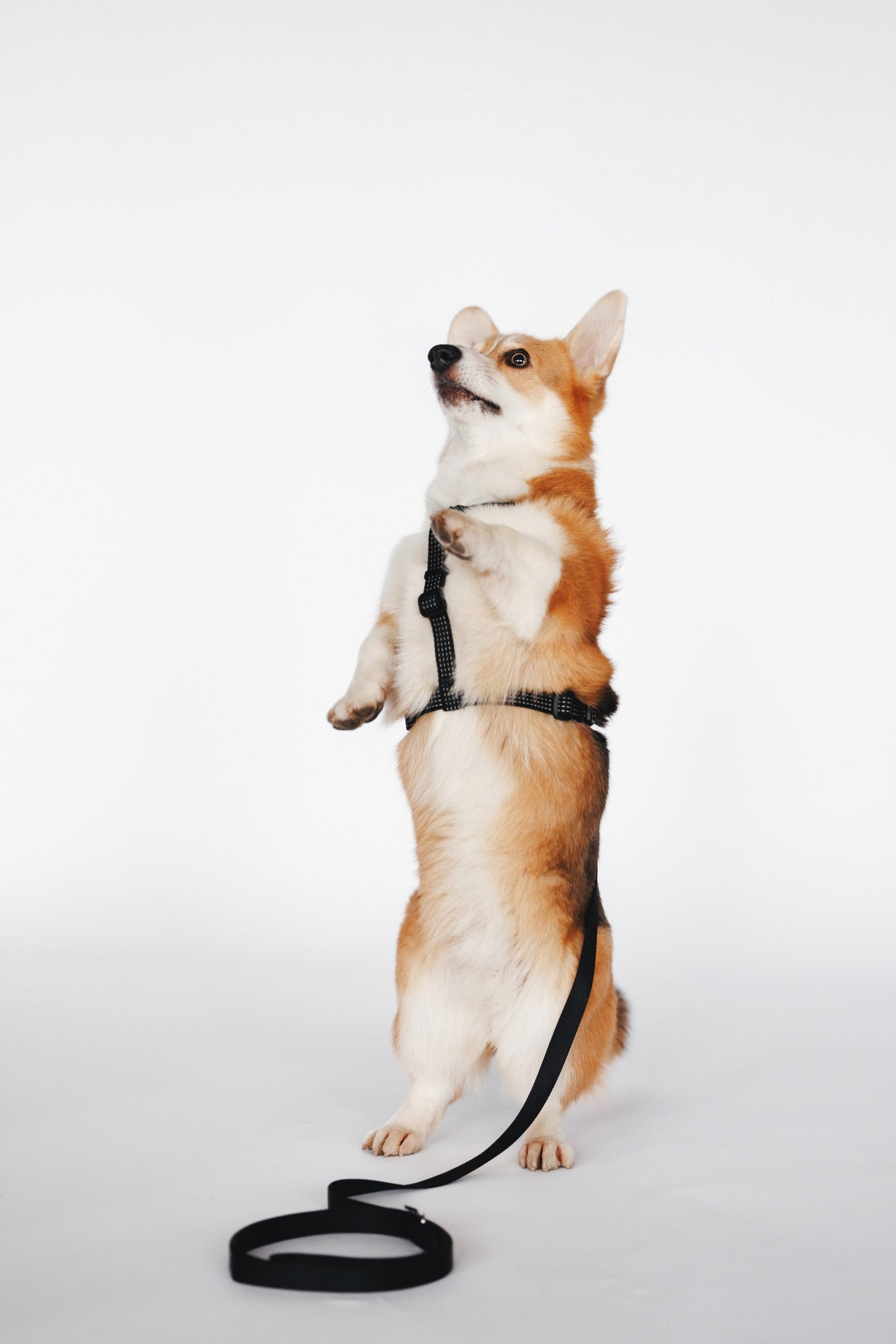 Anatomical Dog Harness - black color