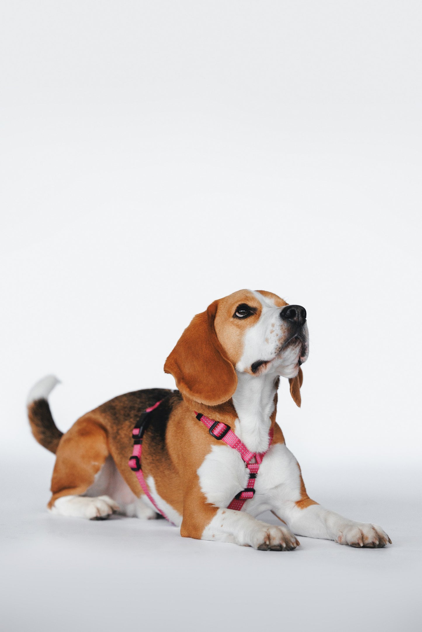 Anatomical Dog Harness - pink color