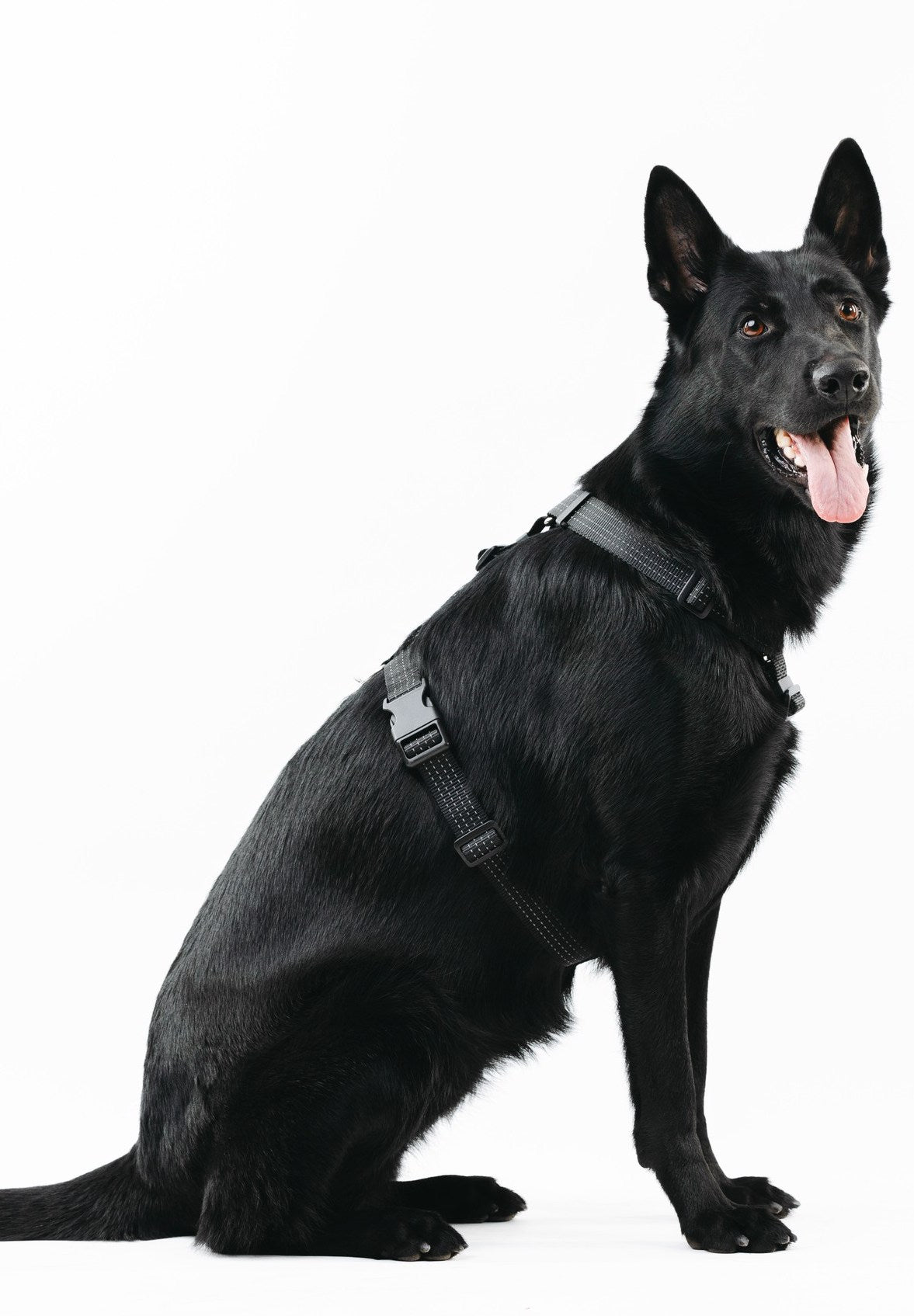 Anatomical Dog Harness - black color