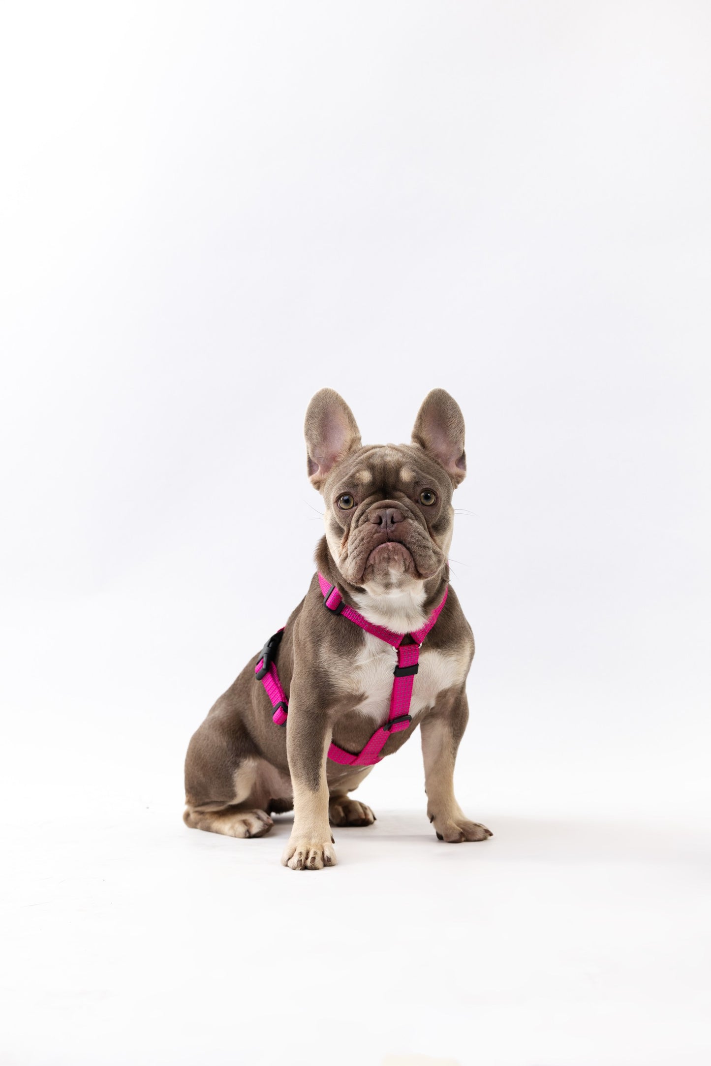 Anatomical Dog Harness - pink color