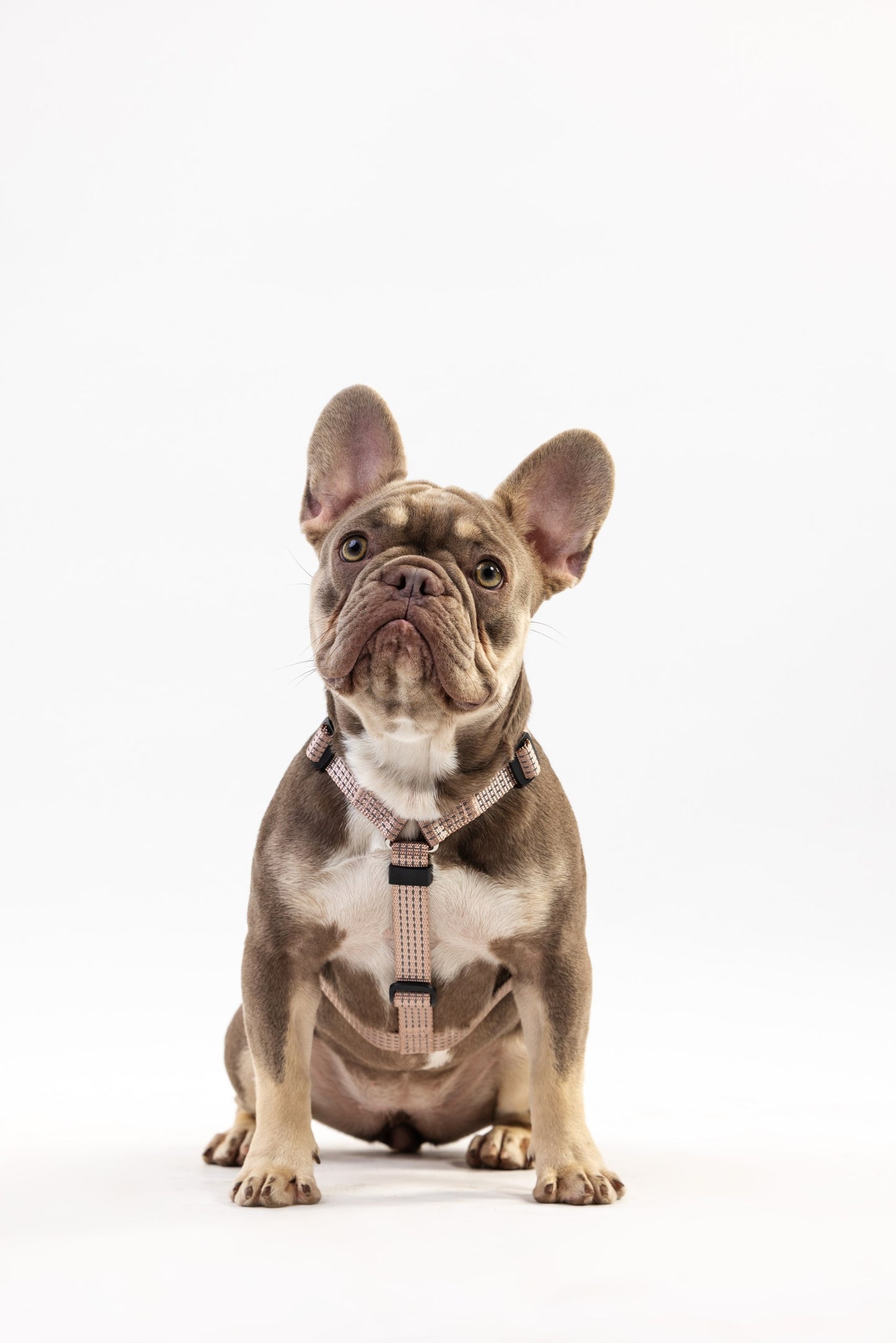 Anatomical Dog Harness - beige color