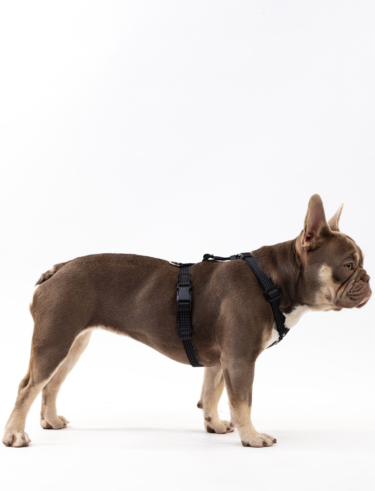 Anatomical Dog Harness - black color