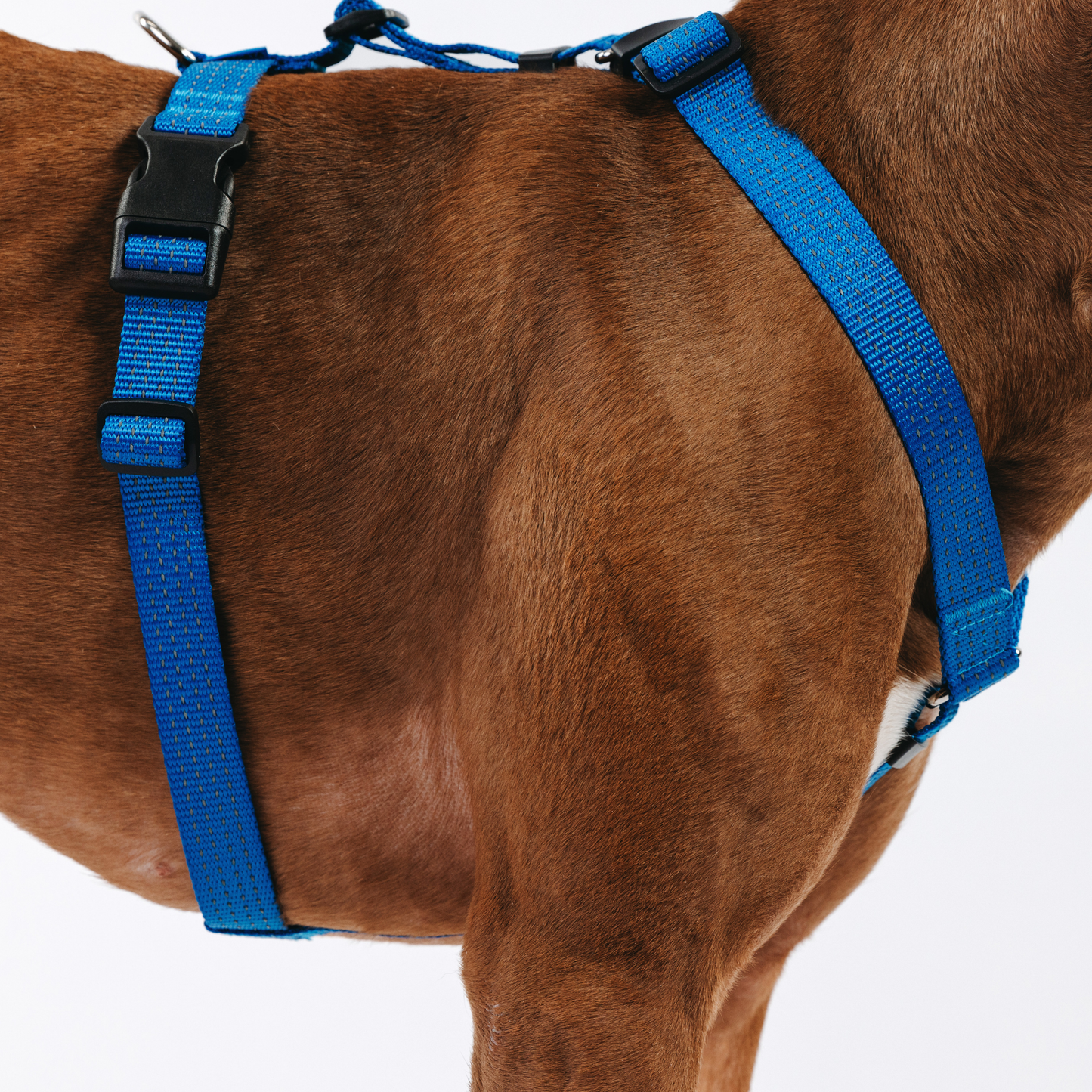 Anatomical Dog Harness - deep blue color