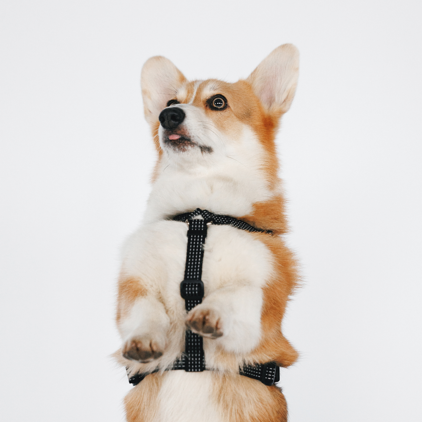 Anatomical Dog Harness - black color