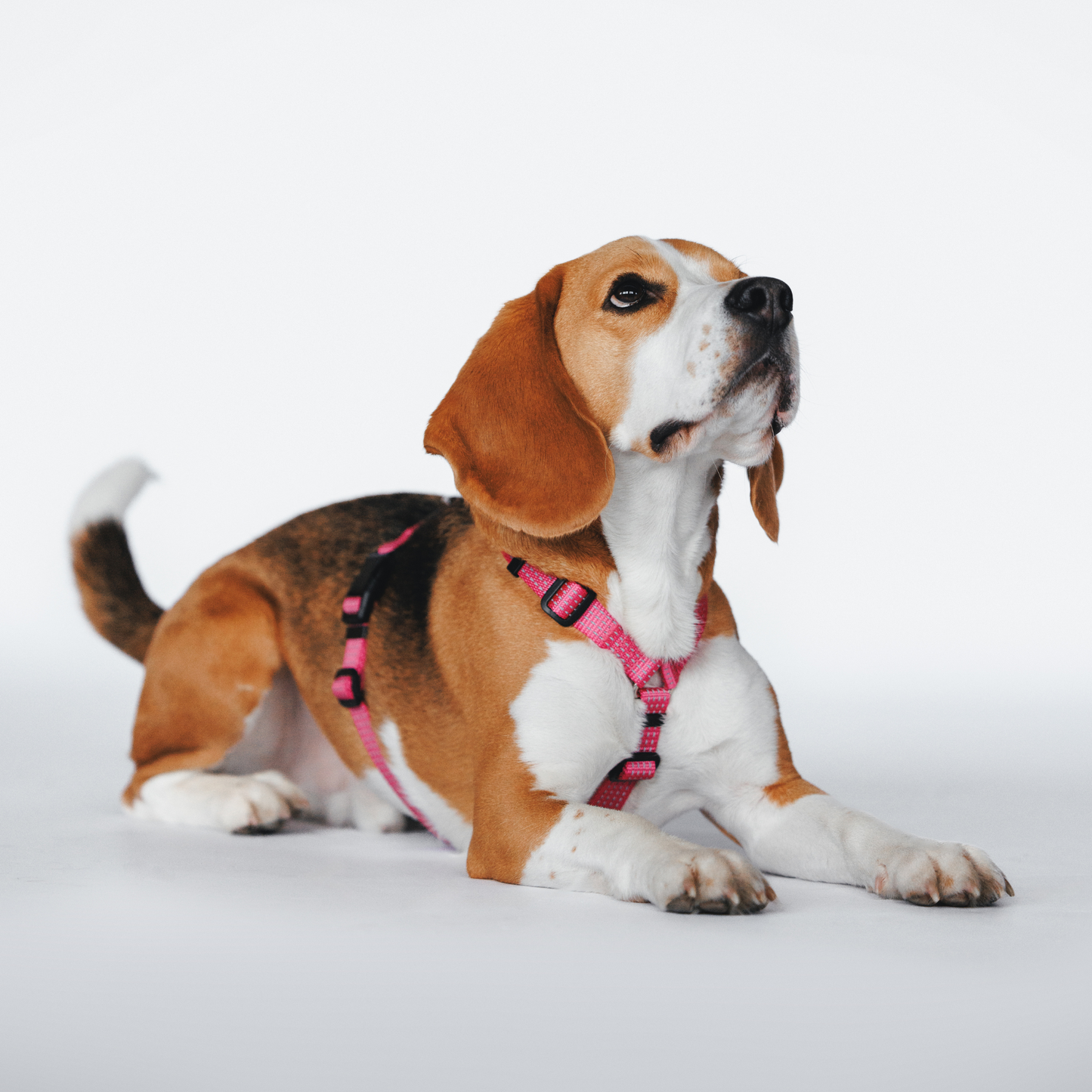 Anatomical Dog Harness - pink color