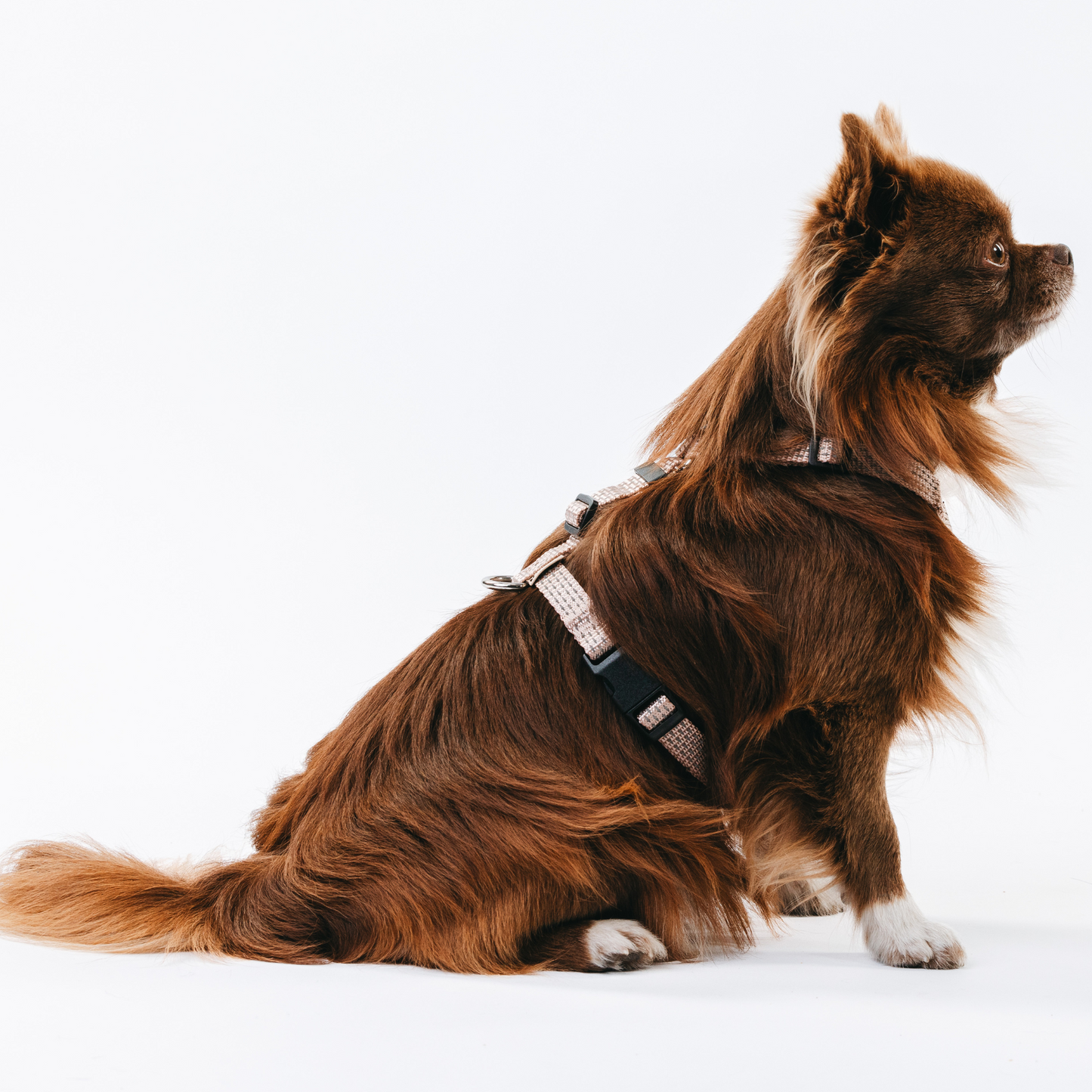 Anatomical Dog Harness - beige color