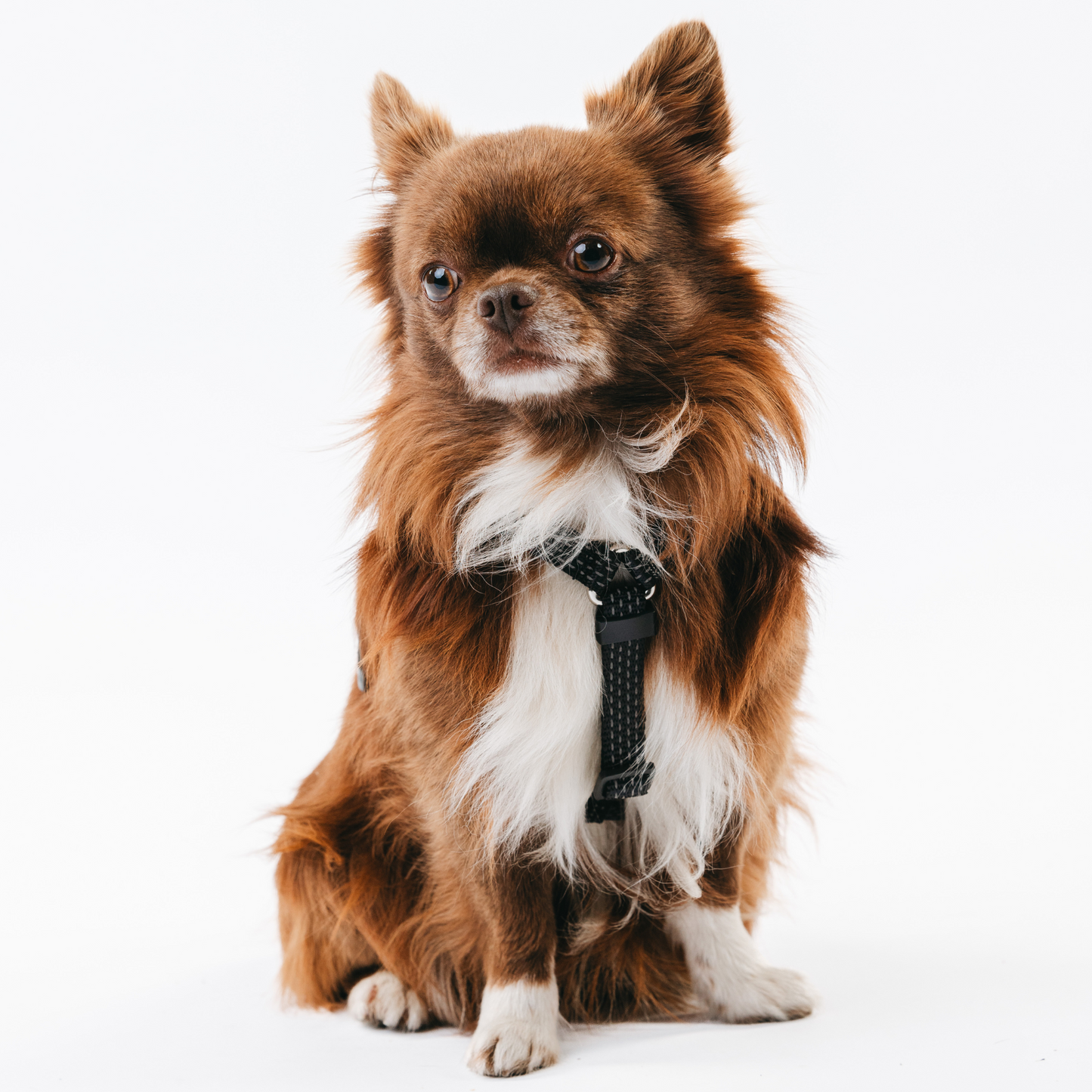 Anatomical Dog Harness - black color