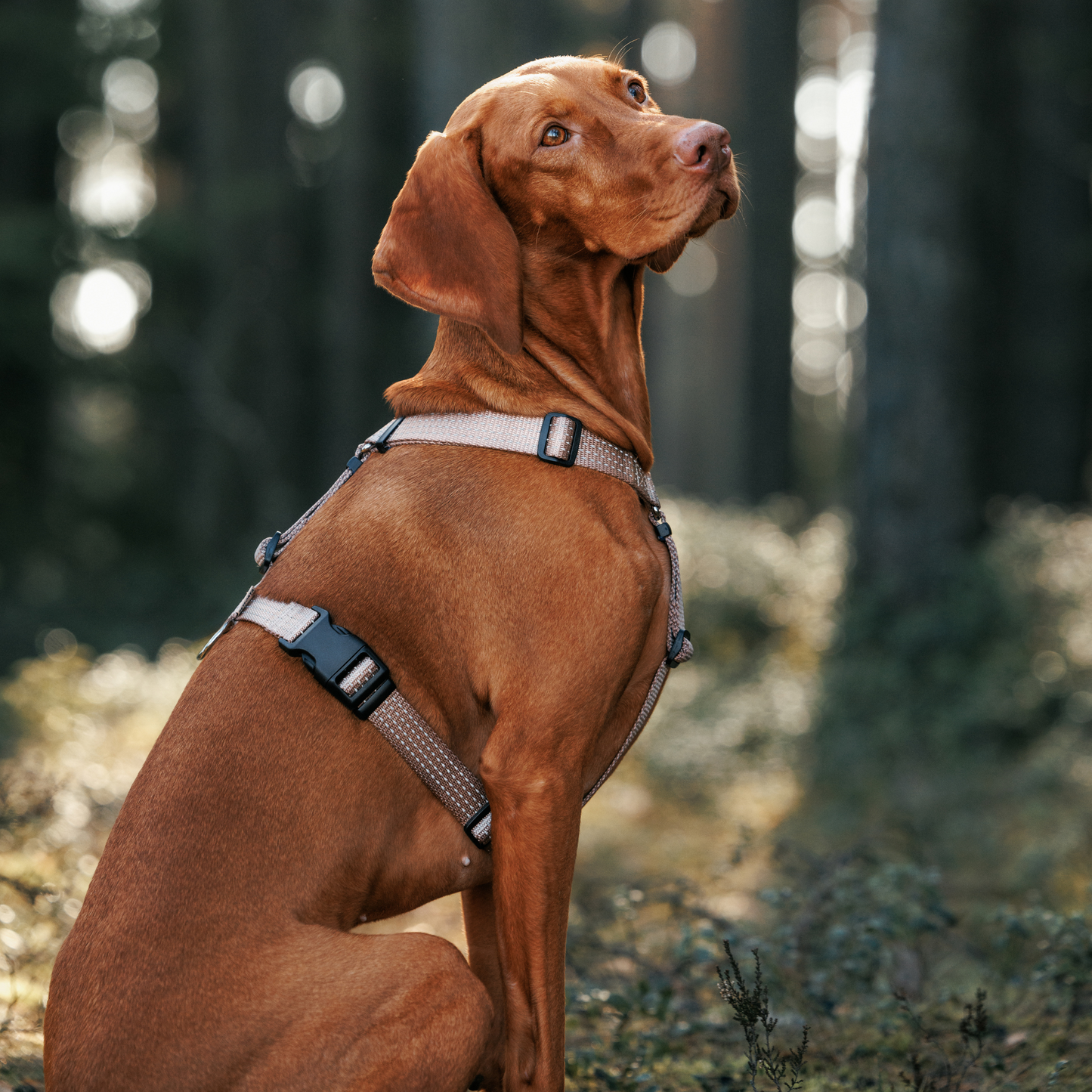 Anatomical Dog Harness - beige color