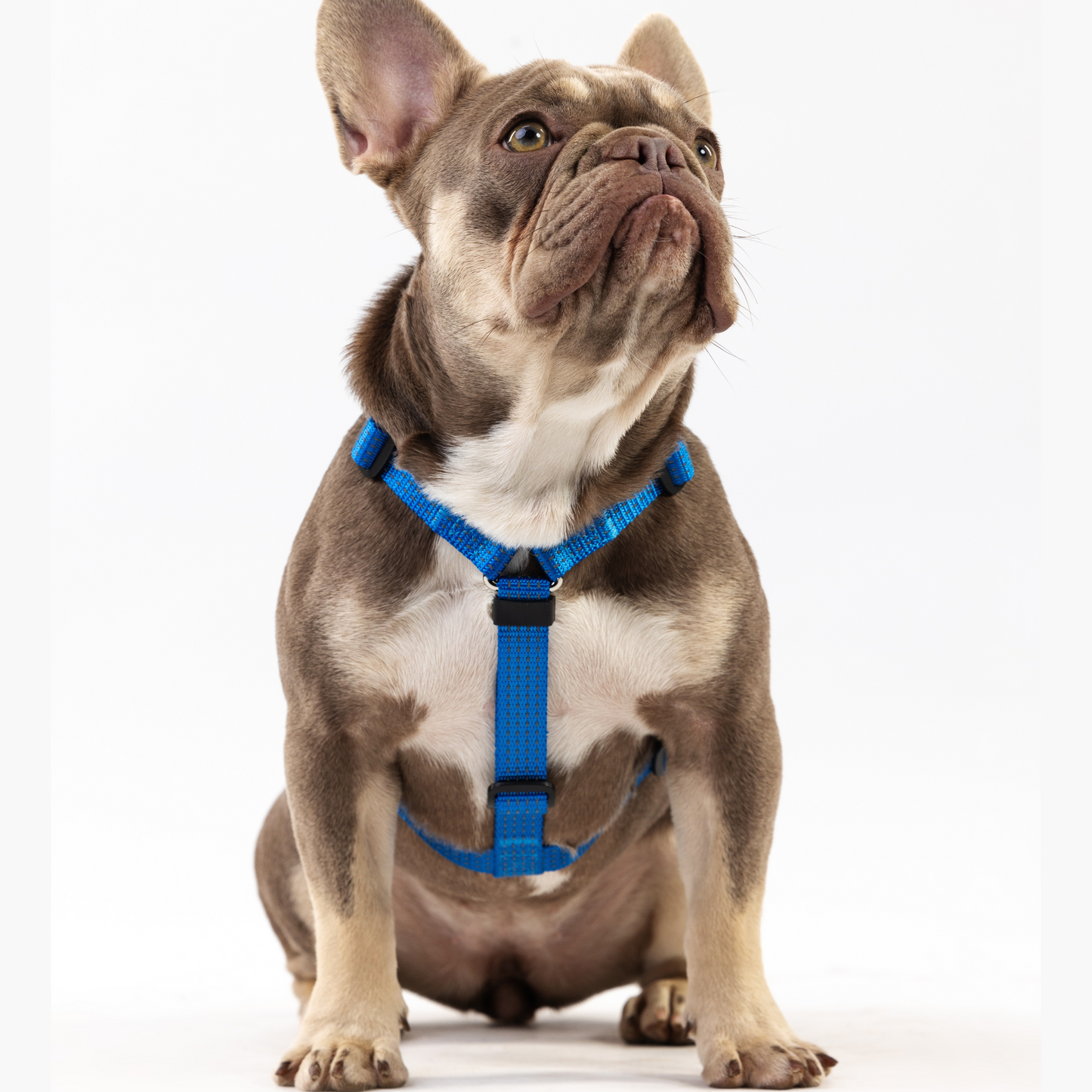 Anatomical Dog Harness - deep blue color