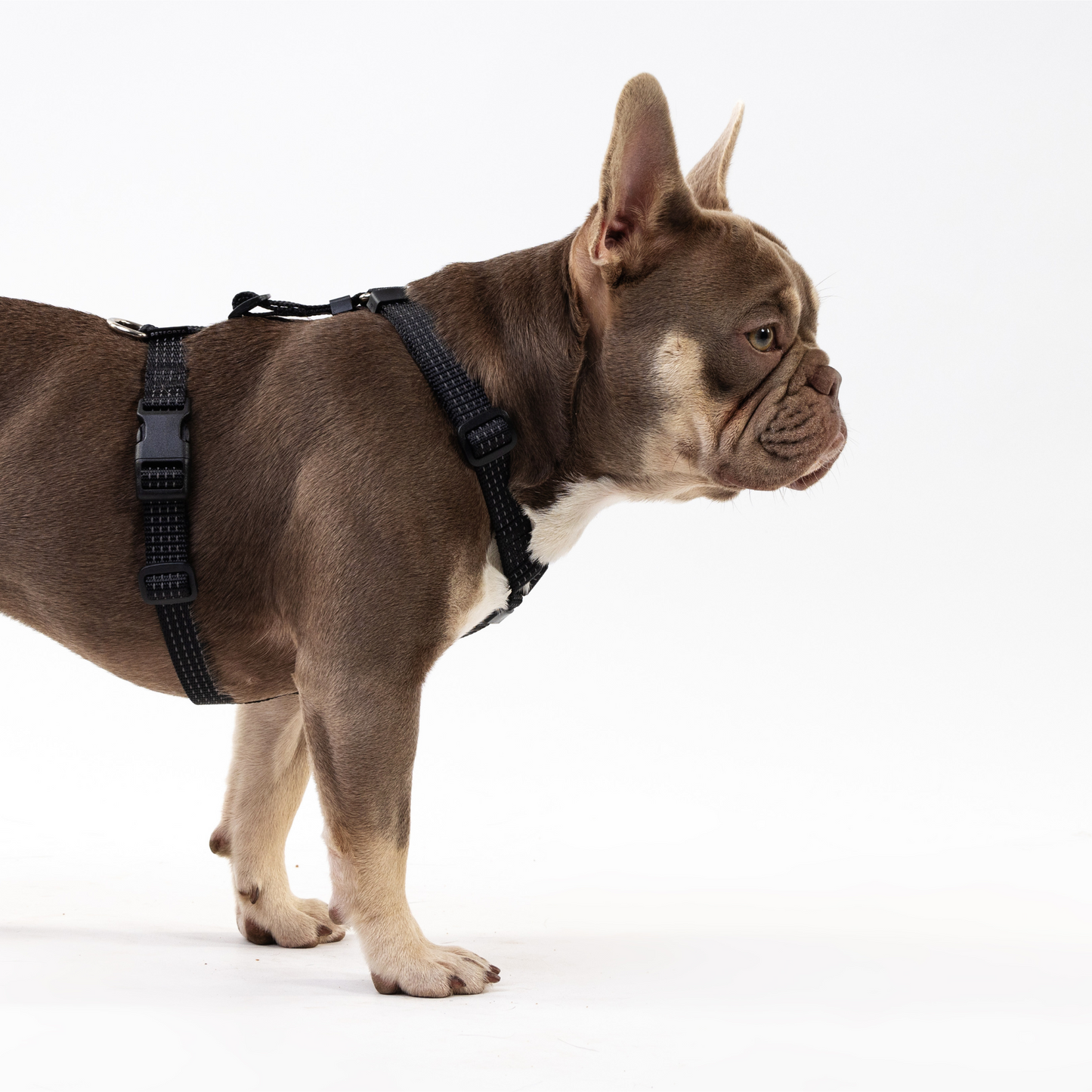 Anatomical Dog Harness - black color