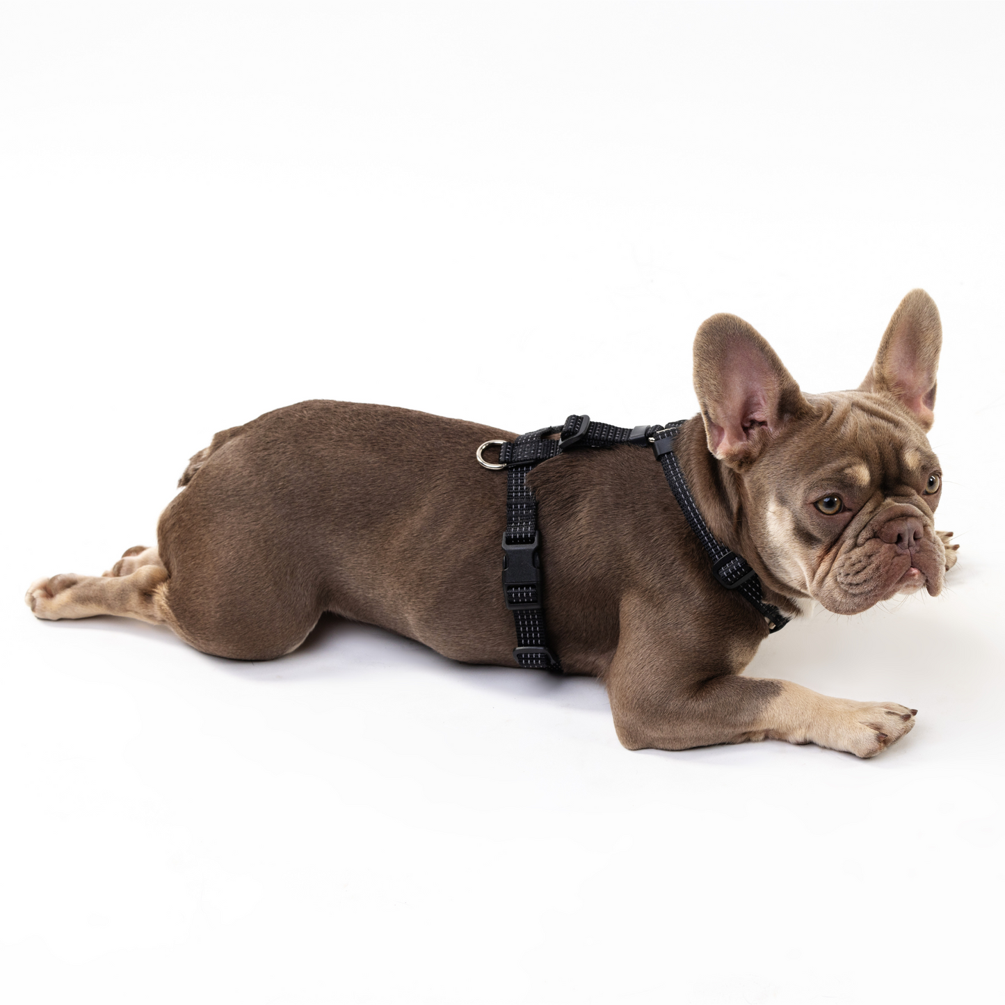 Anatomical Dog Harness - black color