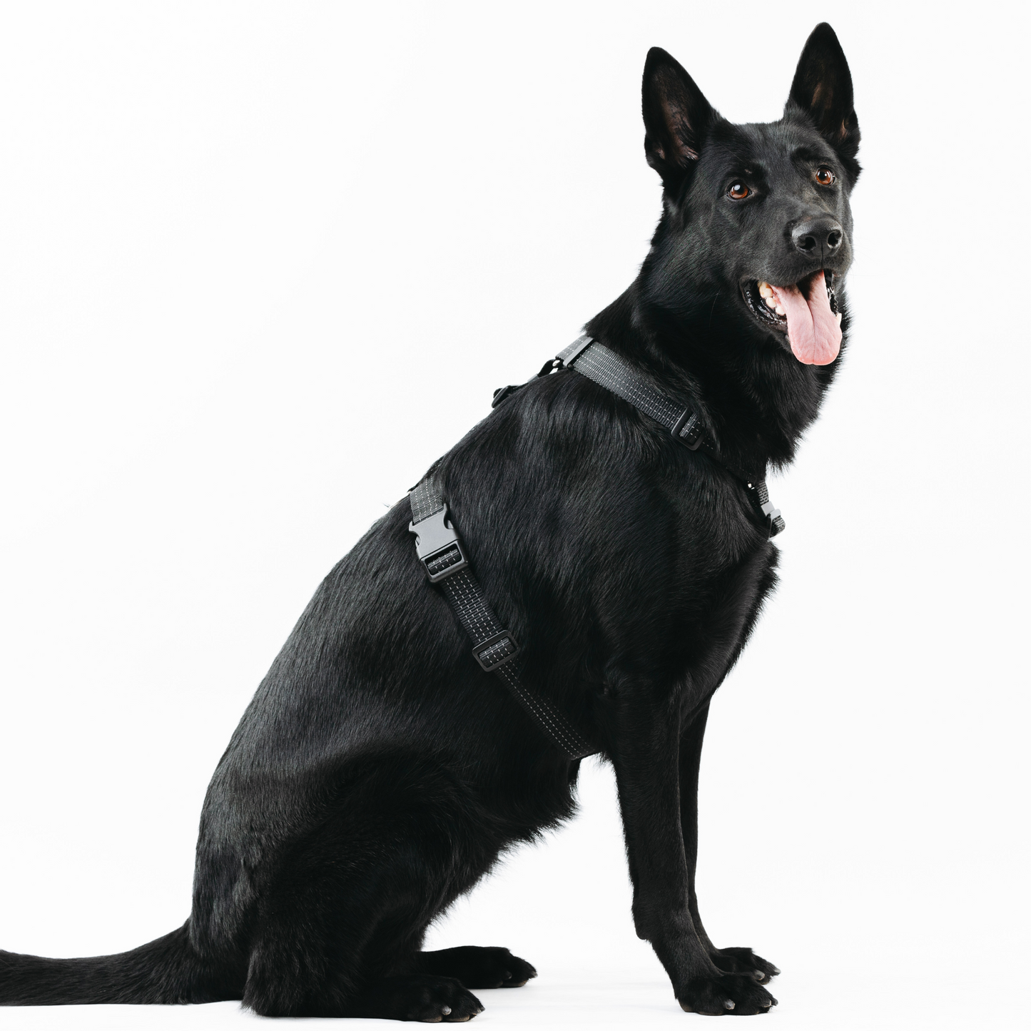 Anatomical Dog Harness - black color