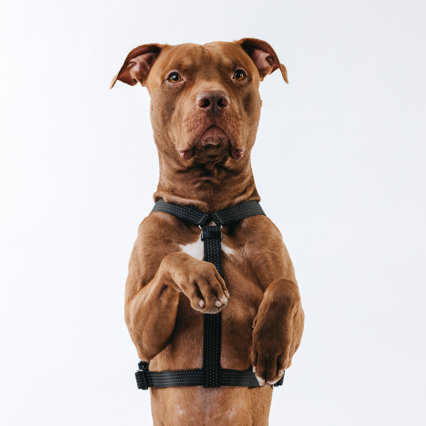 Anatomical Dog Harness - black color