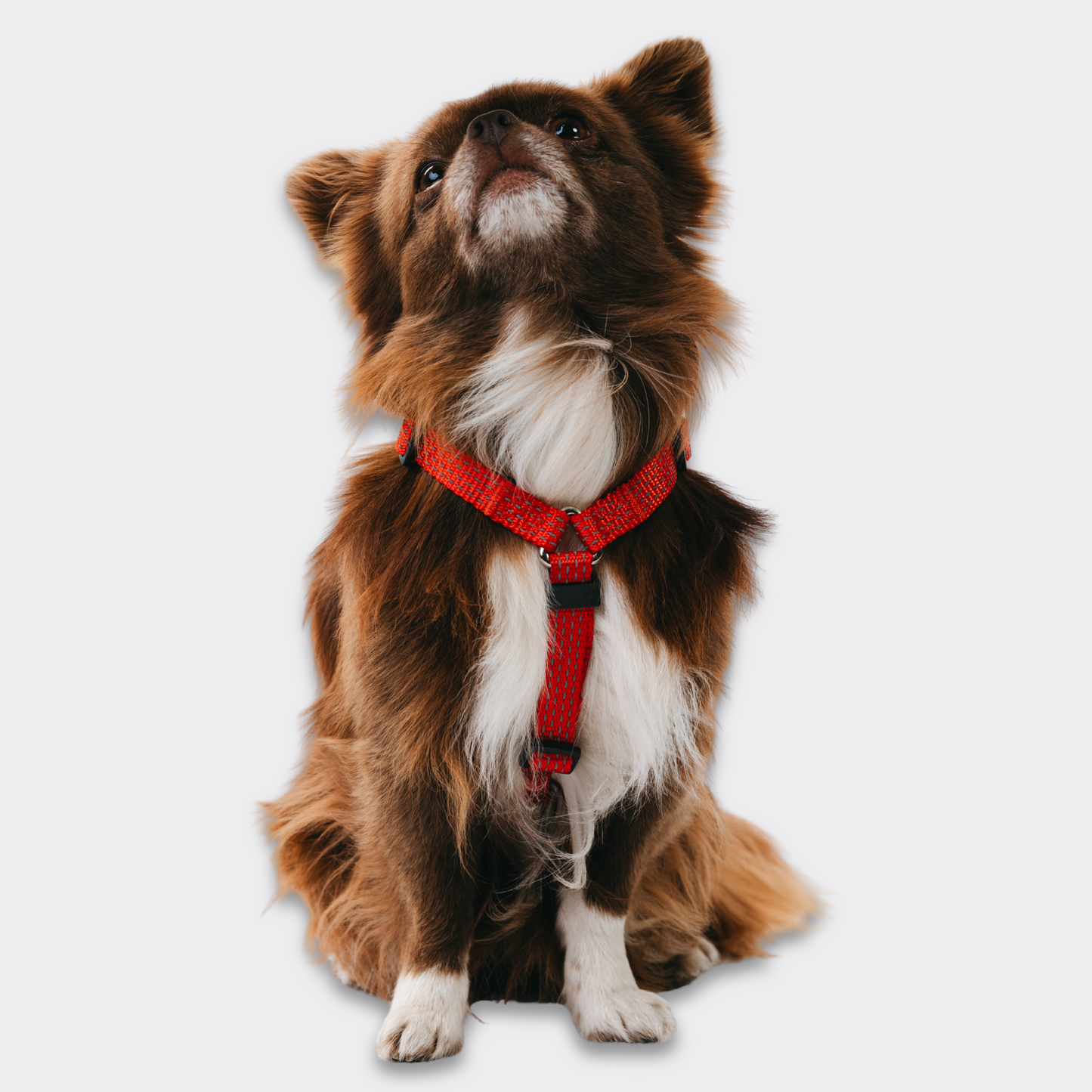 Anatomical Dog Harness - red color