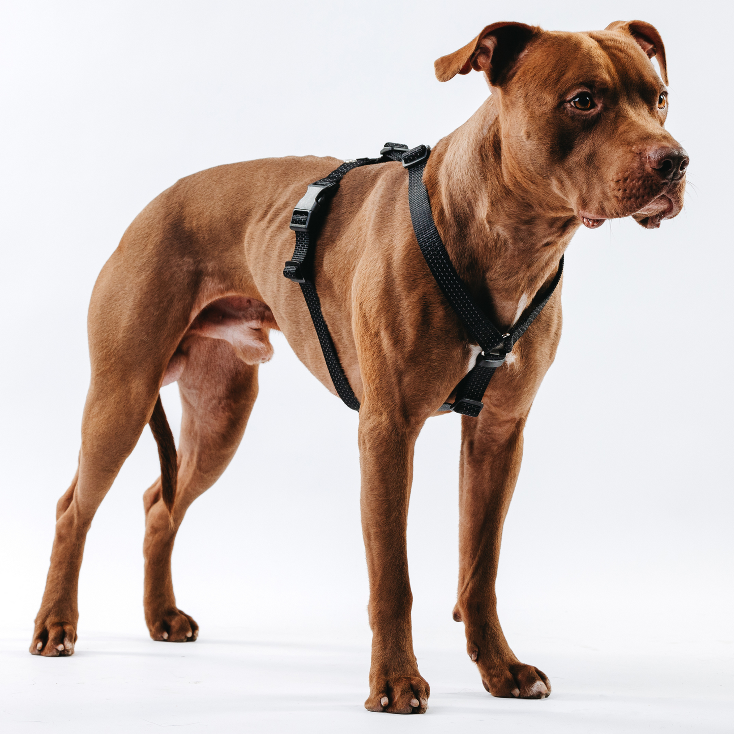 Anatomical Dog Harness - black color