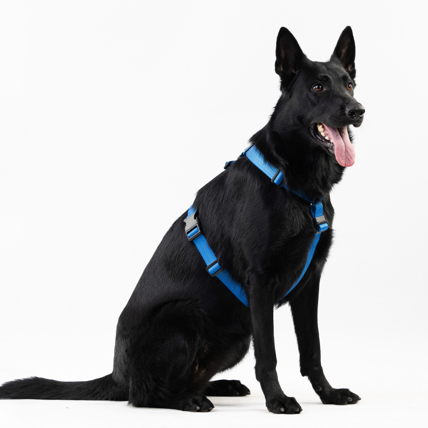 Anatomical Dog Harness - deep blue color