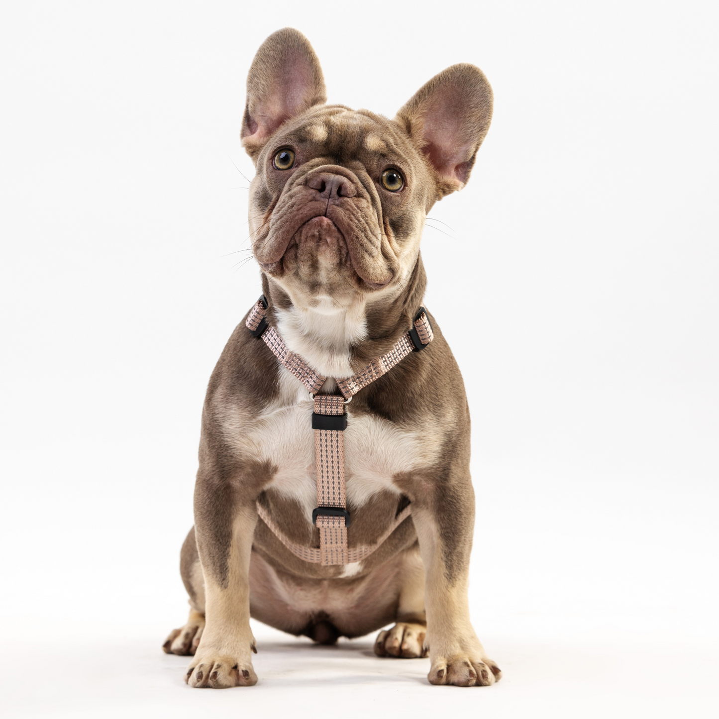Anatomical Dog Harness - beige color