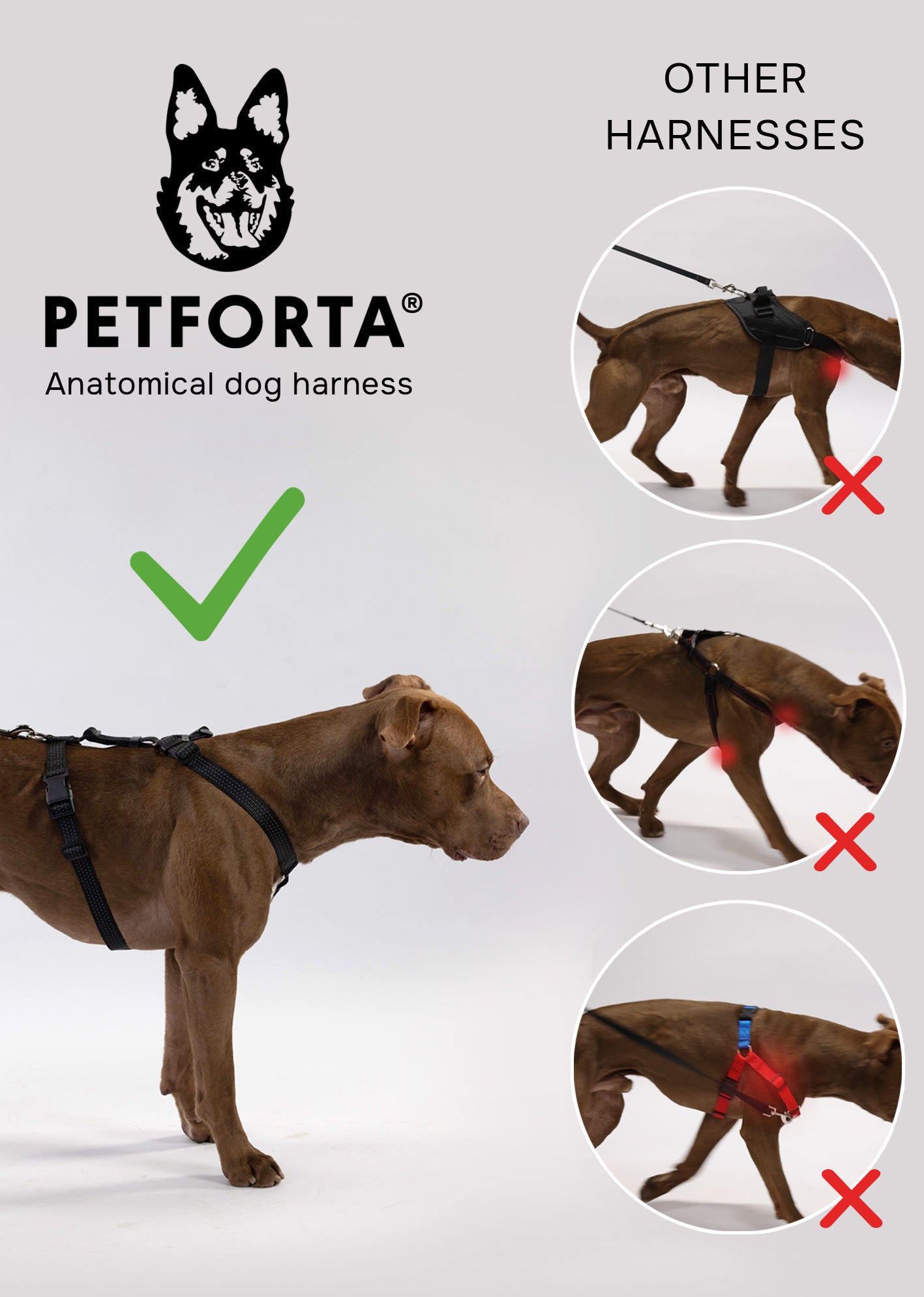 Anatomical Dog Harness - beige color