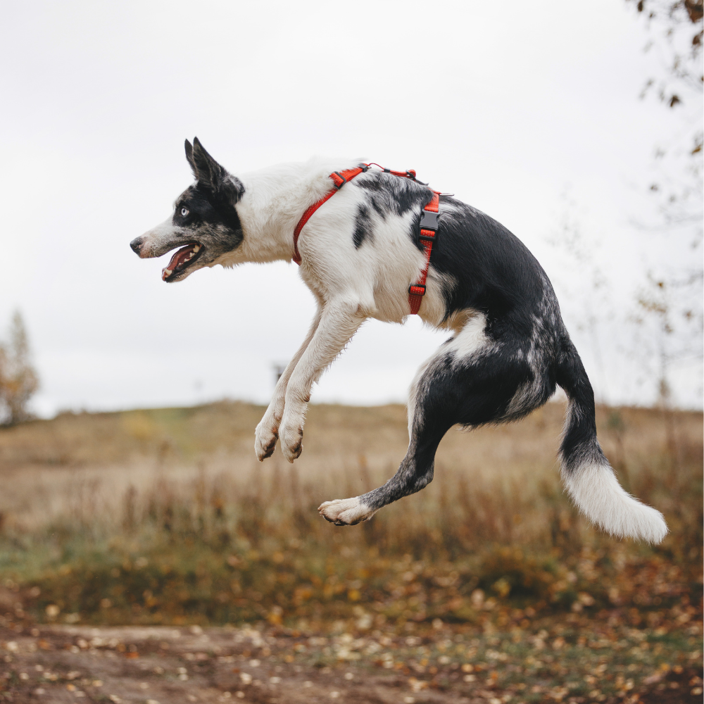 Anatomical Dog Harness - red color