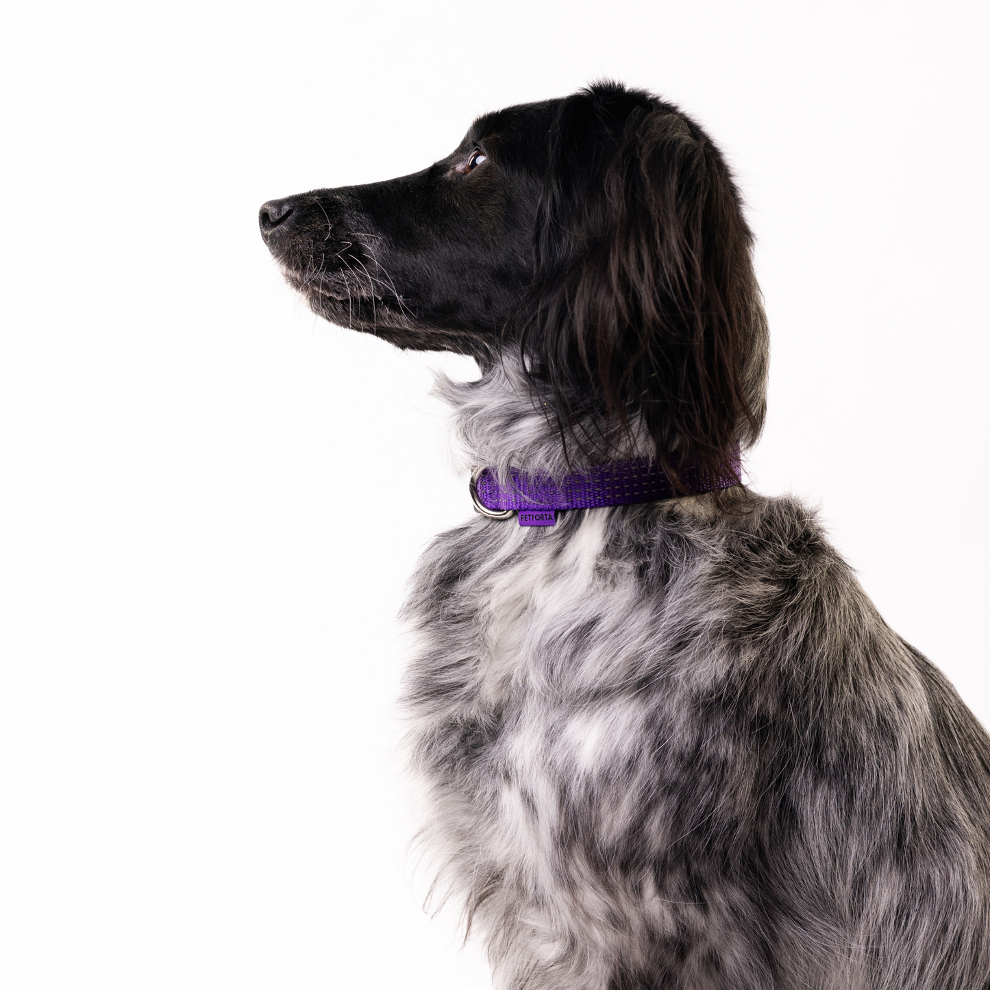 Reflective Dog Collar - purple color