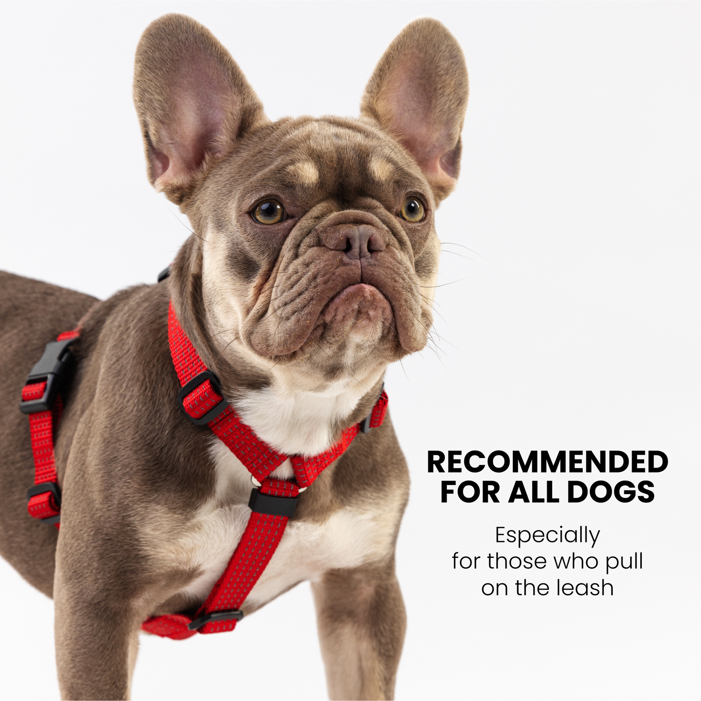 Anatomical Dog Harness - red color