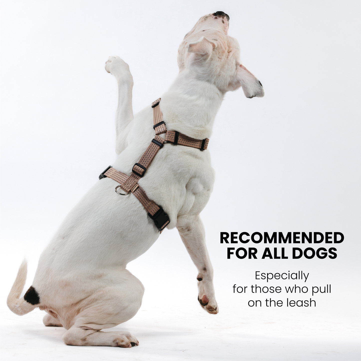 Anatomical Dog Harness - beige color
