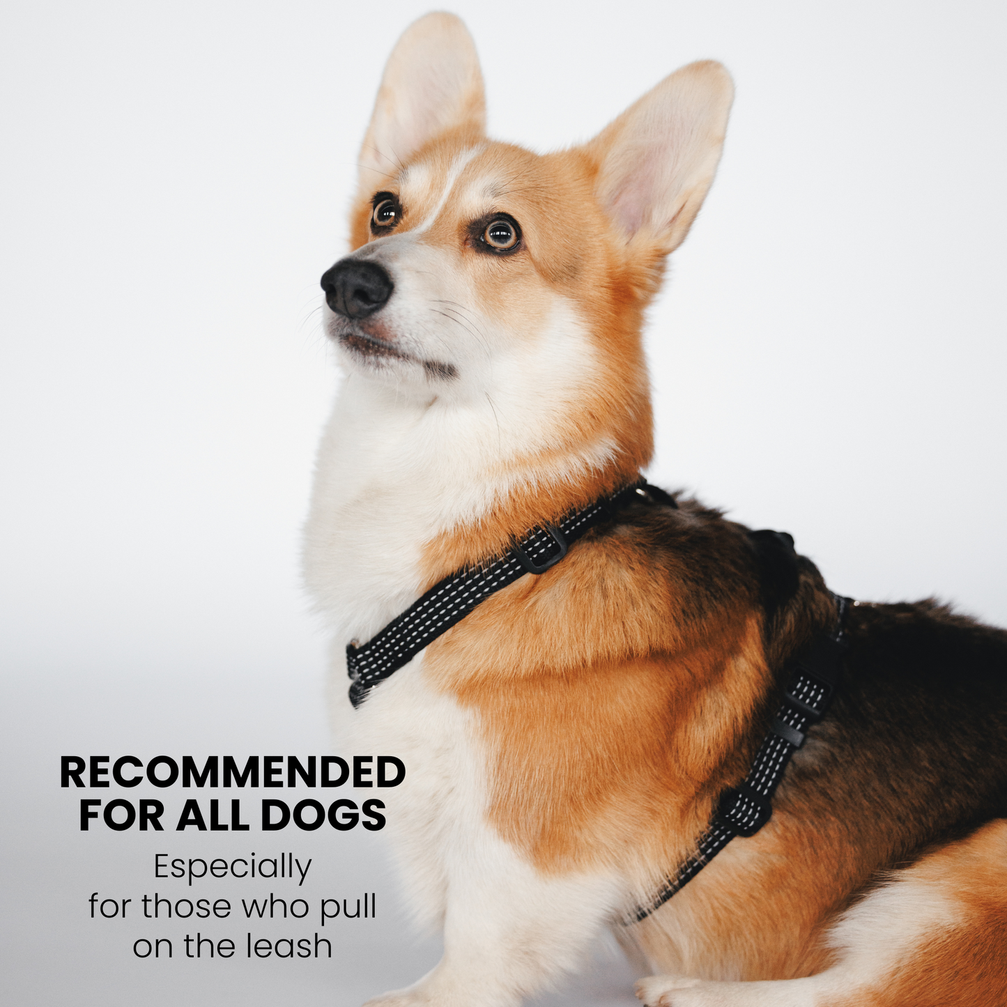 Anatomical Dog Harness - black color