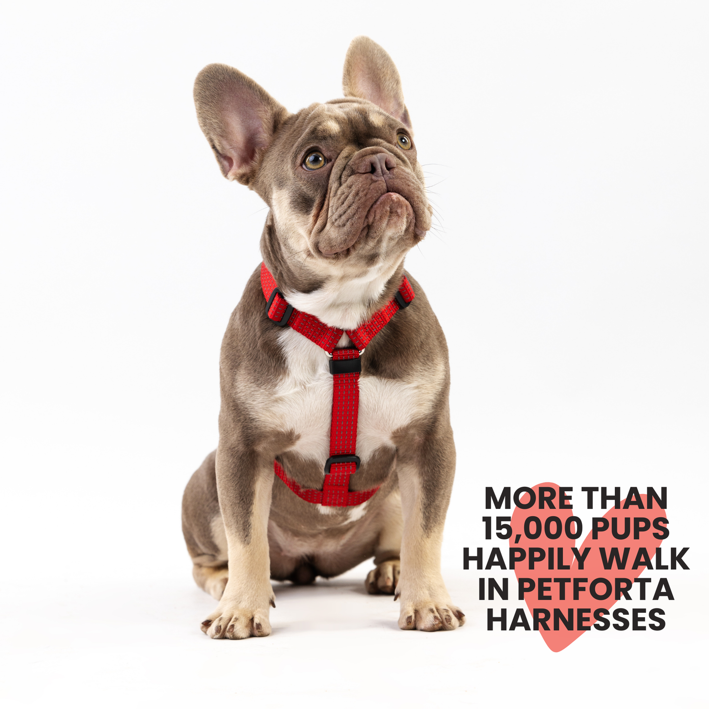 Anatomical Dog Harness - red color