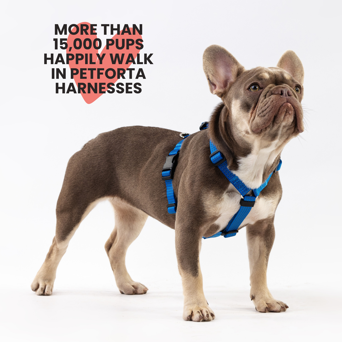 Anatomical Dog Harness - deep blue color