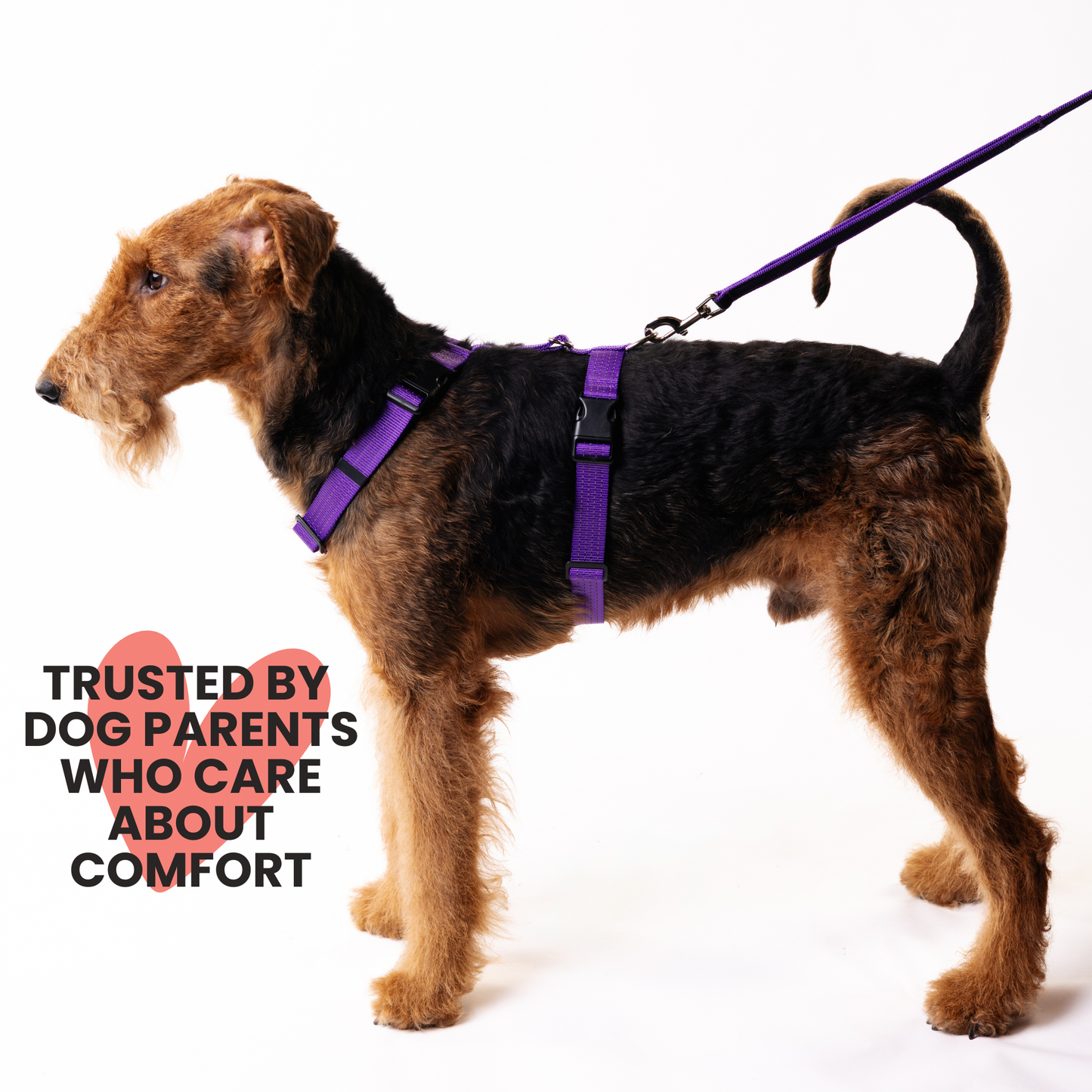 Anatomical Dog Harness, Leash & Collar Purple Set