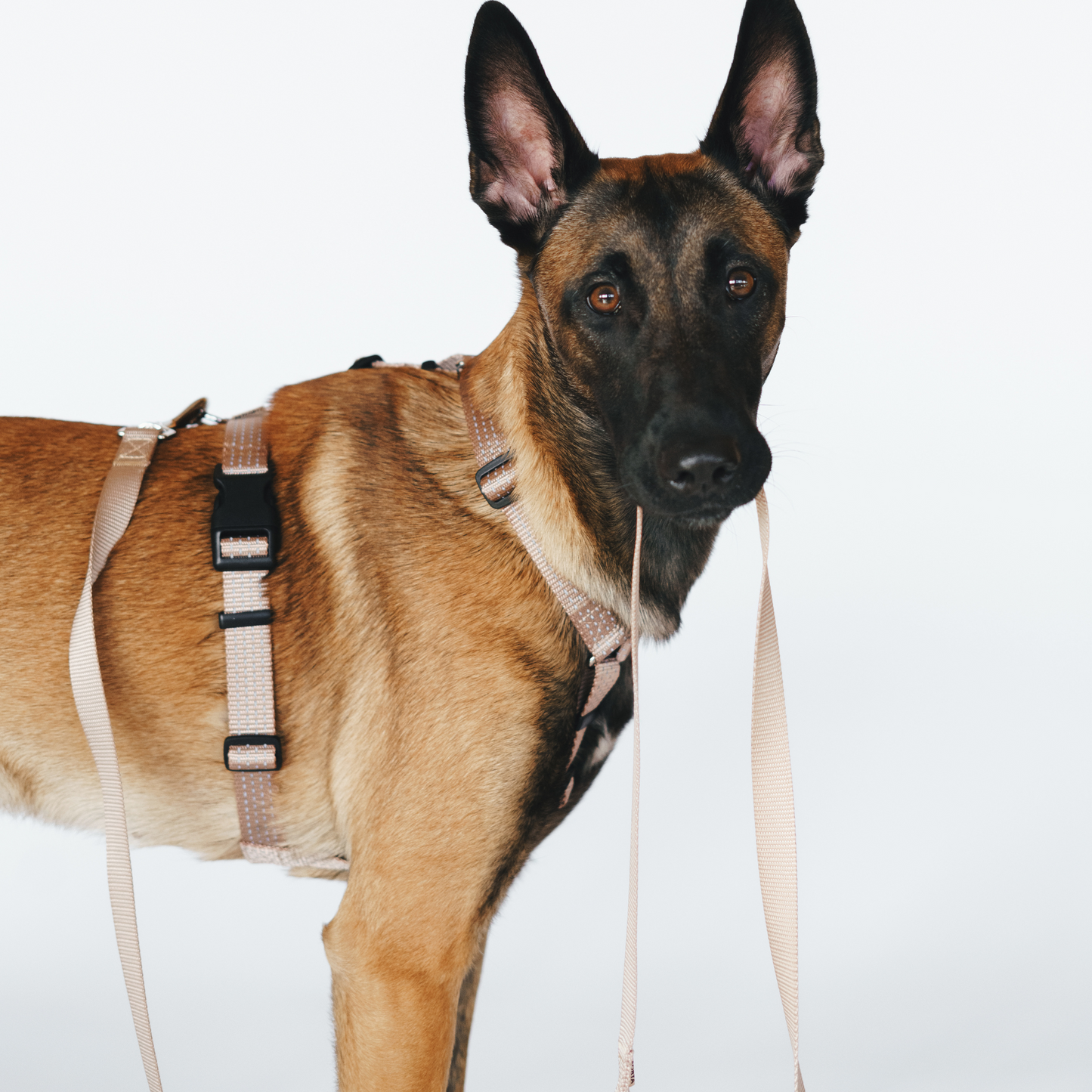 Anatomical Dog Harness - beige color