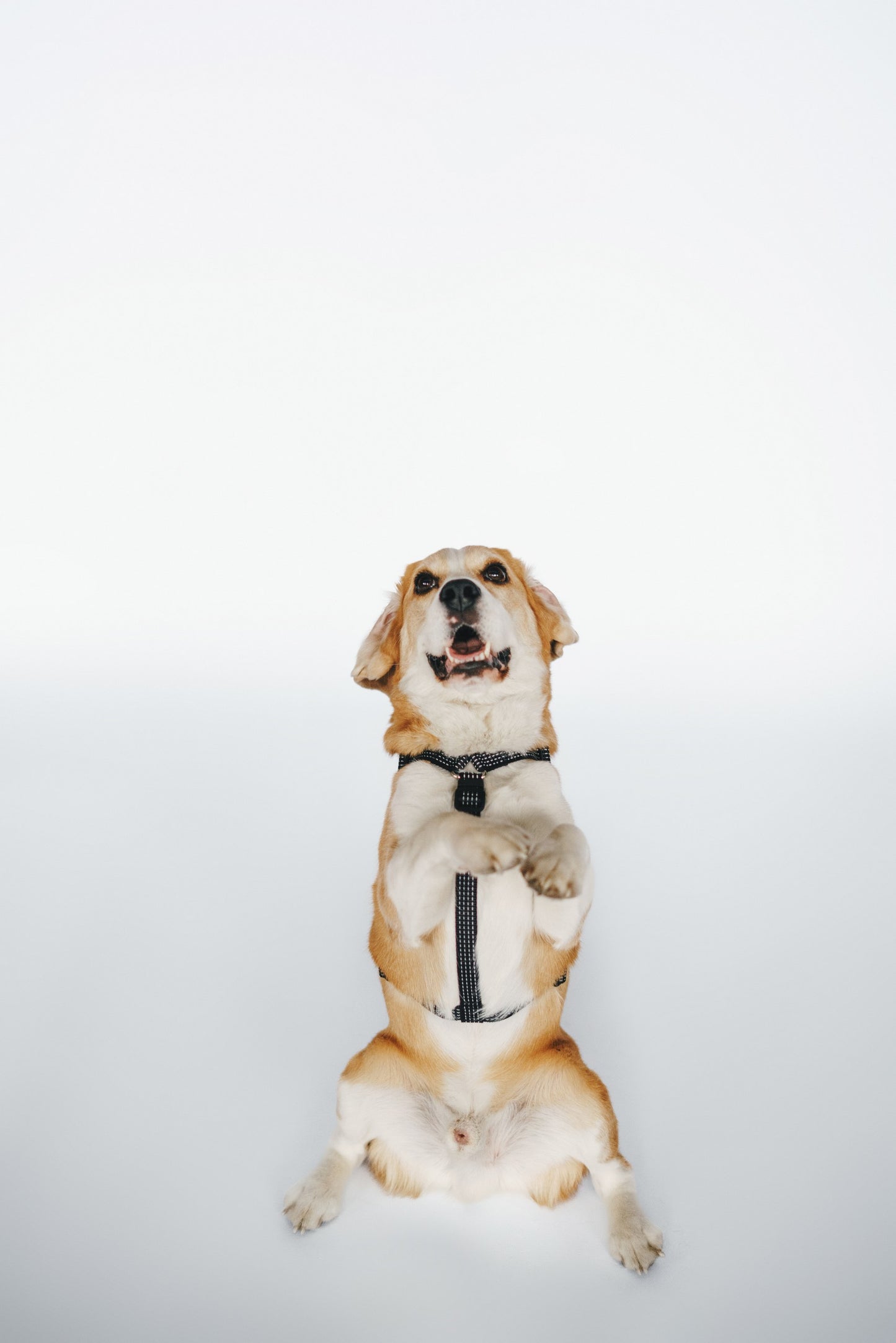 Anatomical Dog Harness - black color