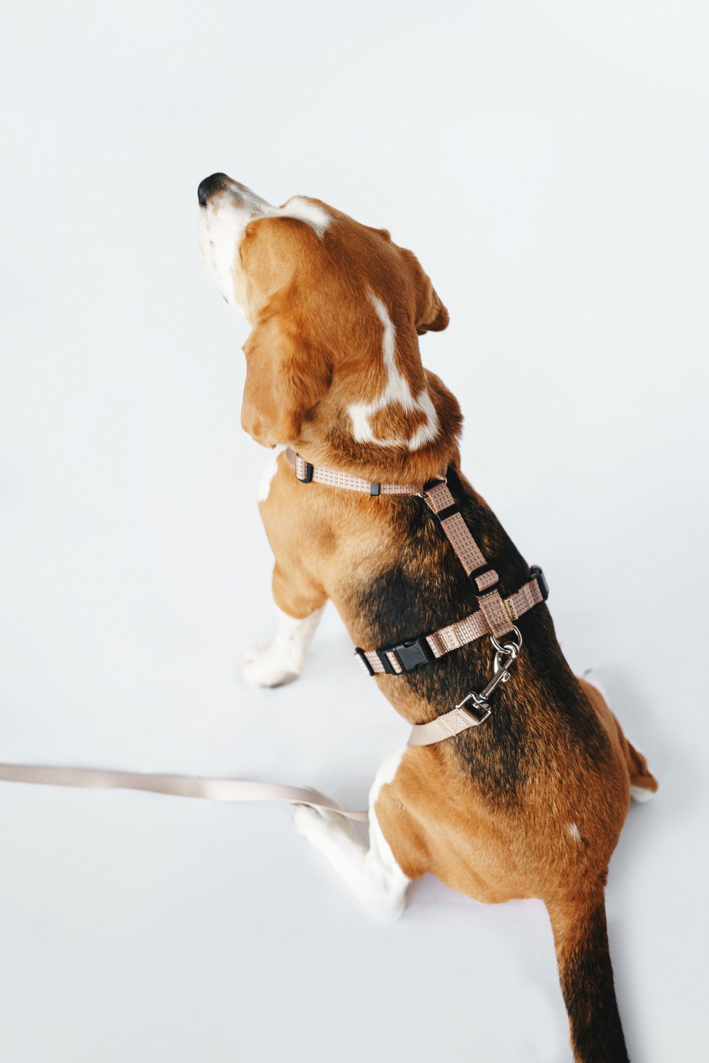 Anatomical Dog Harness - beige color