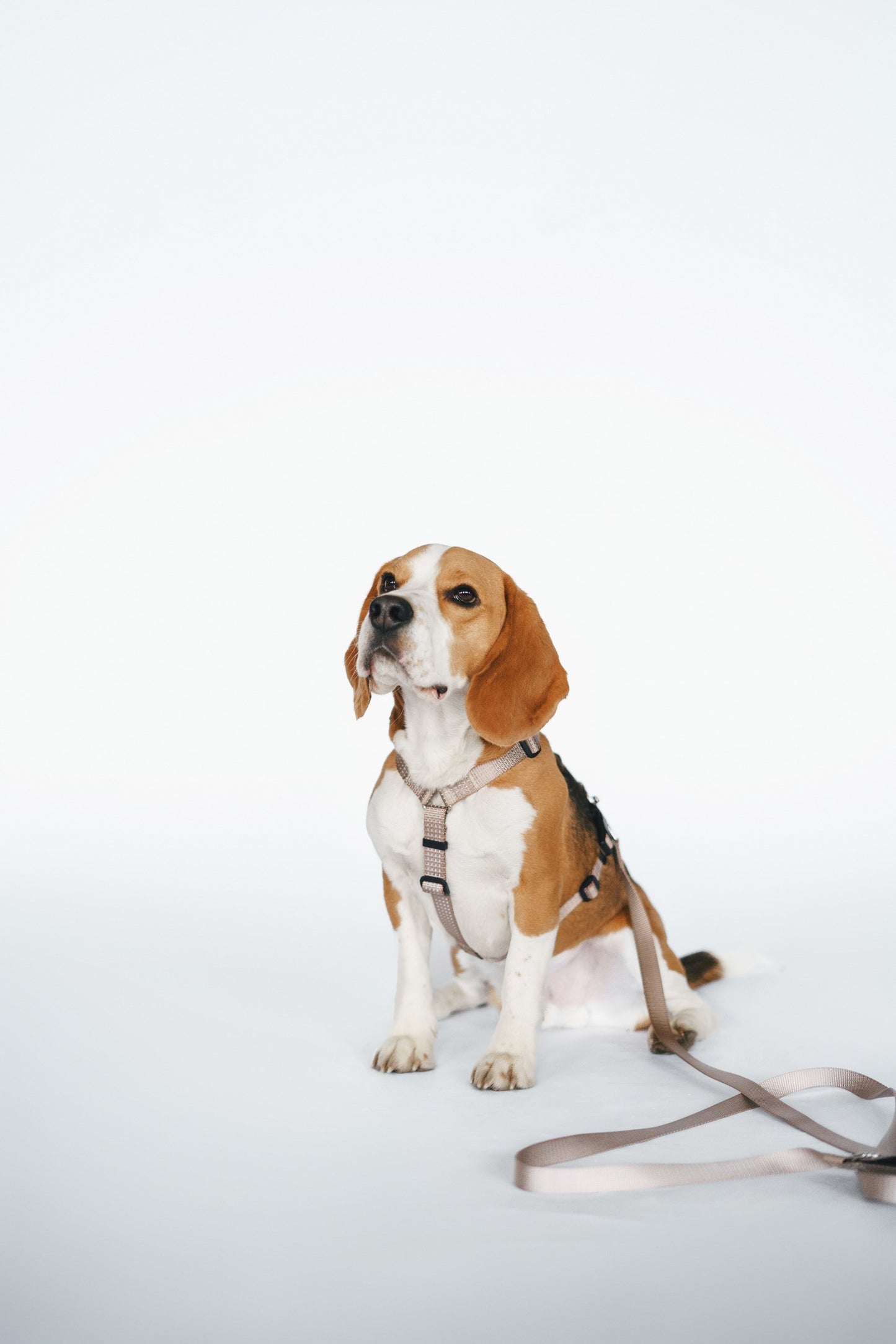 Anatomical Dog Harness - beige color