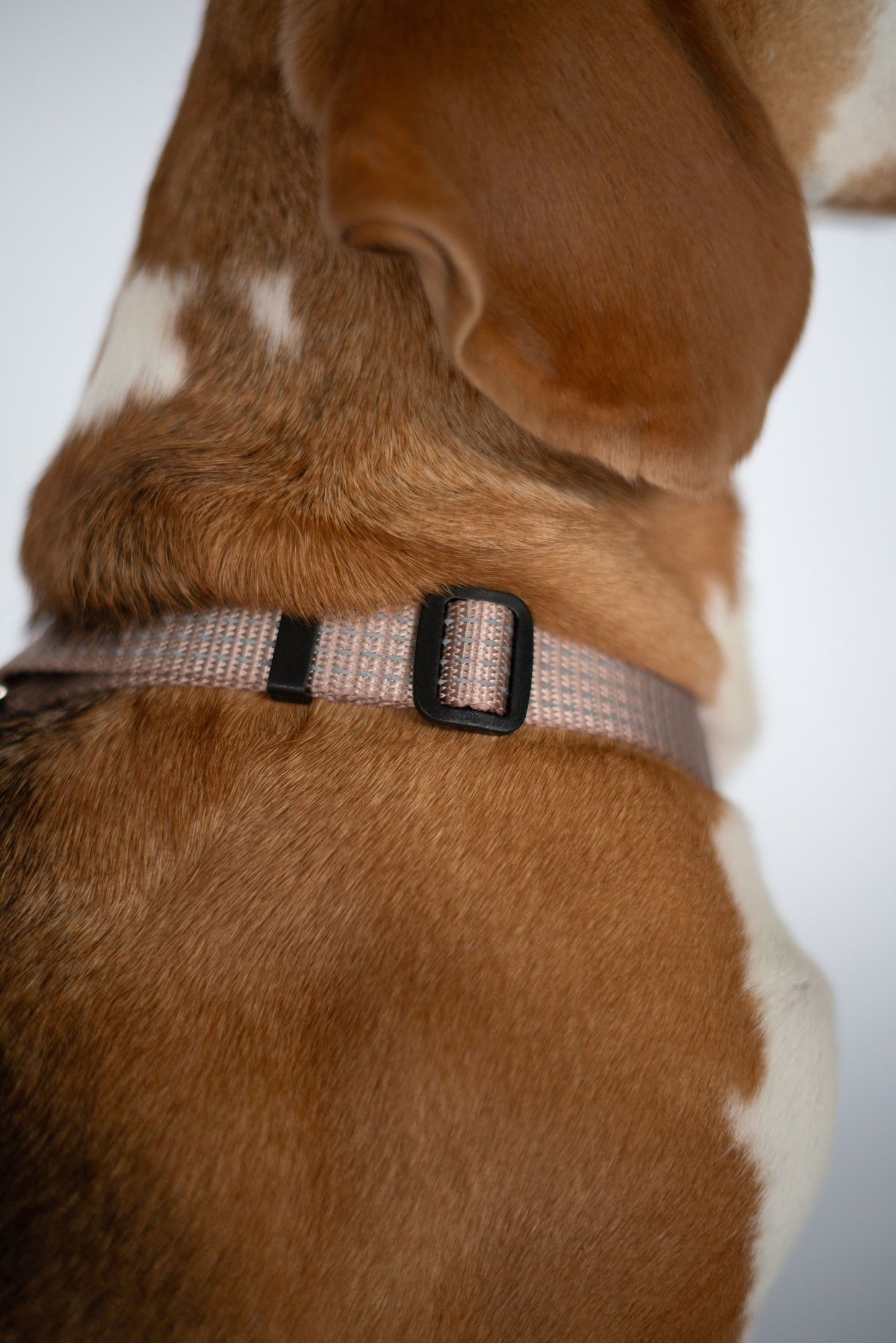 Anatomical Dog Harness - beige color