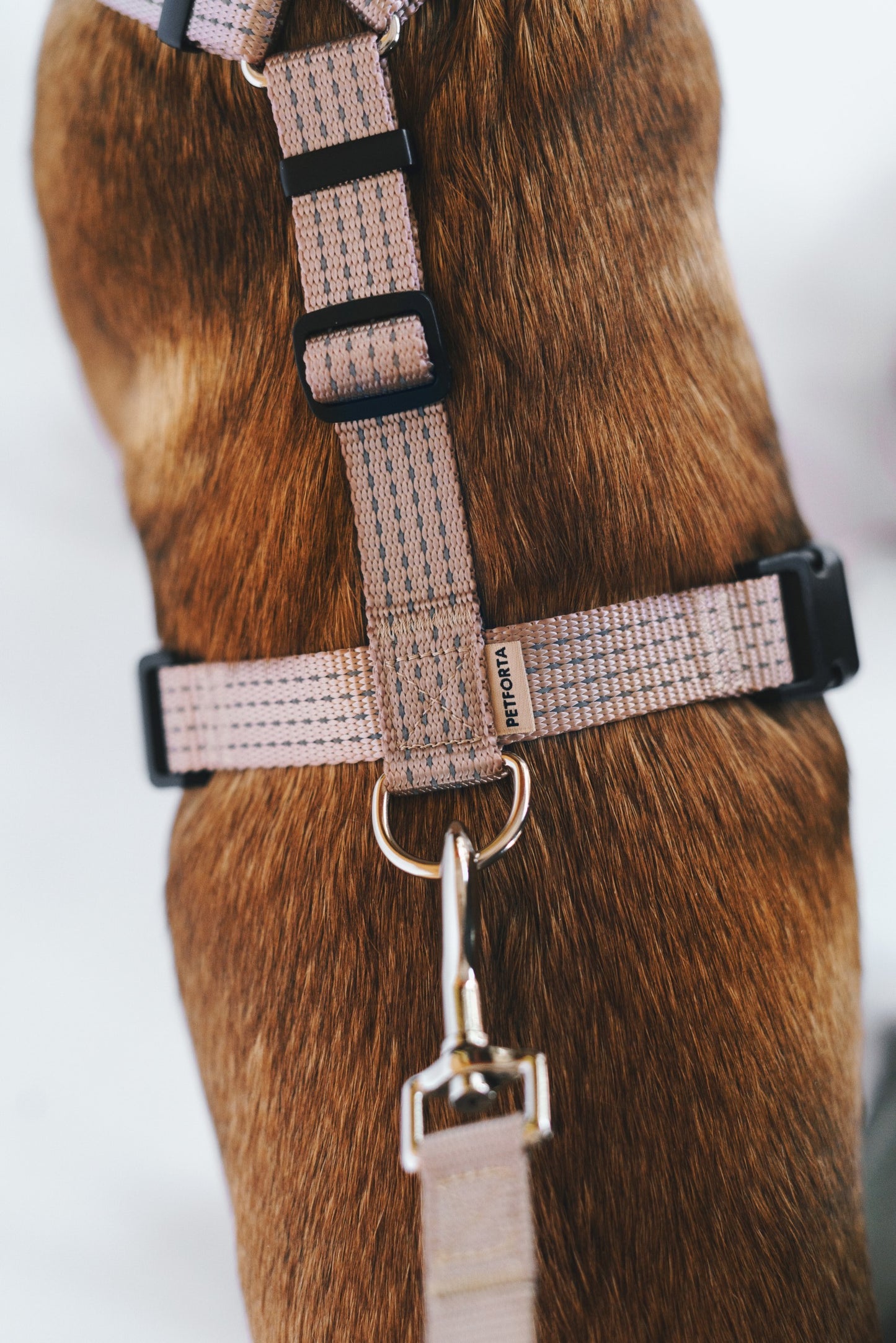 Anatomical Dog Harness - beige color