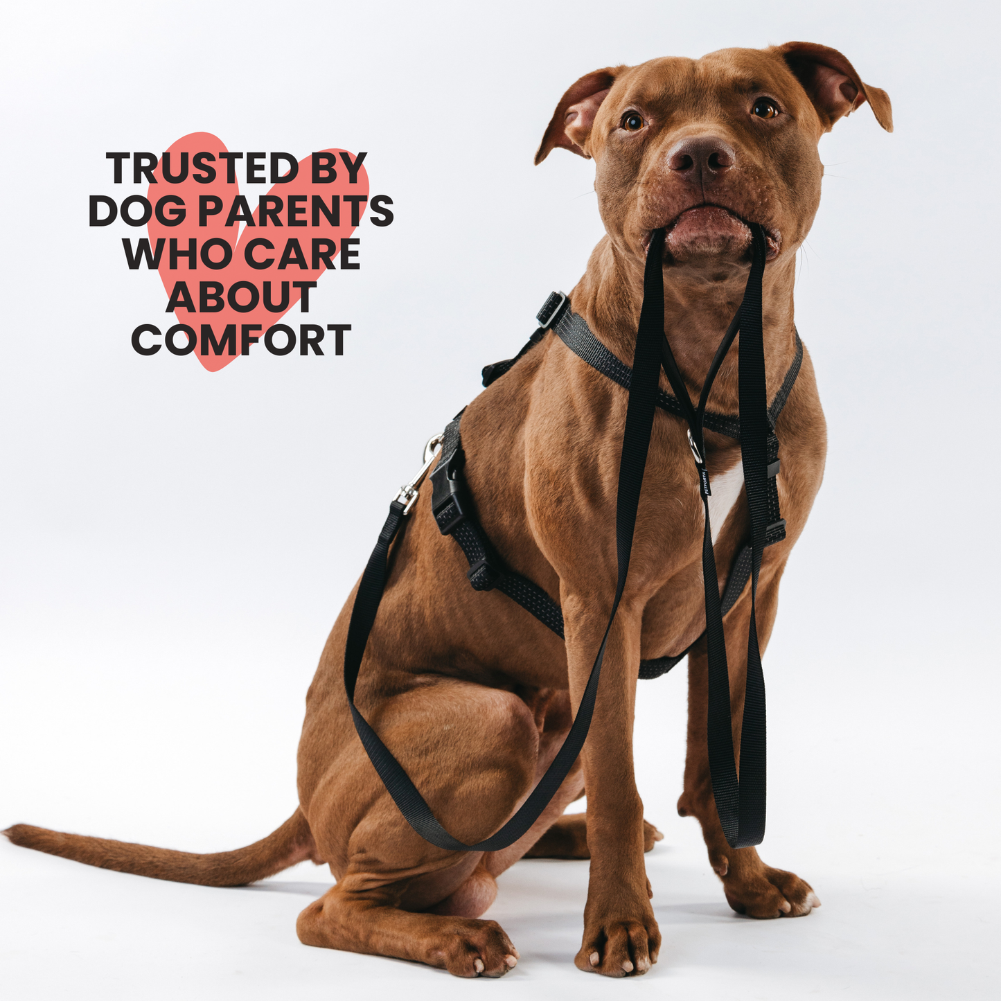 Anatomical Dog Harness - black color