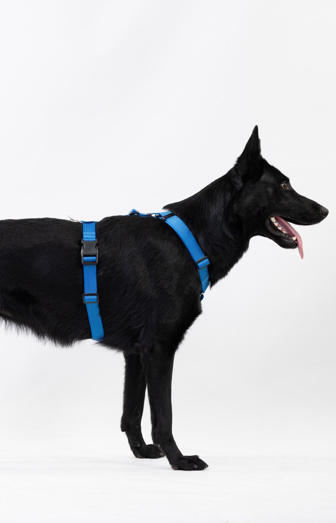 Anatomical Dog Harness - deep blue color