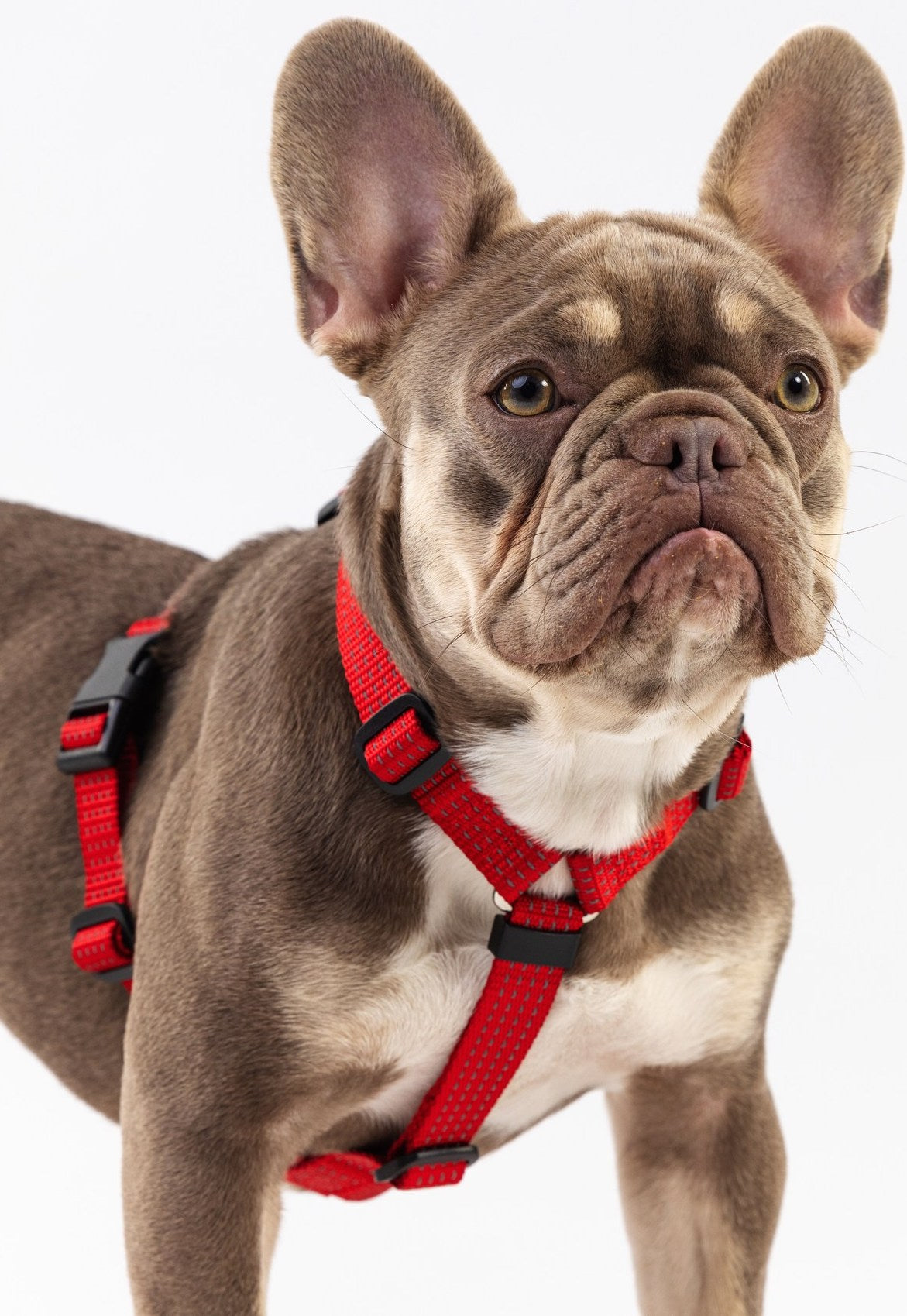 Anatomical Dog Harness - red color