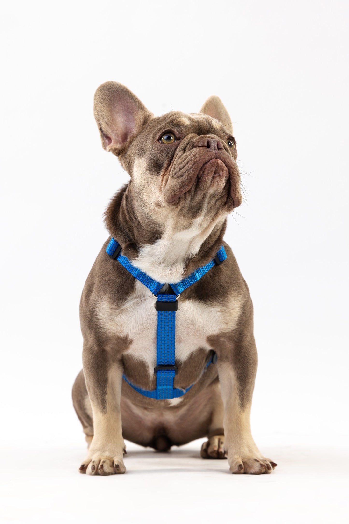 Anatomical Dog Harness - deep blue color