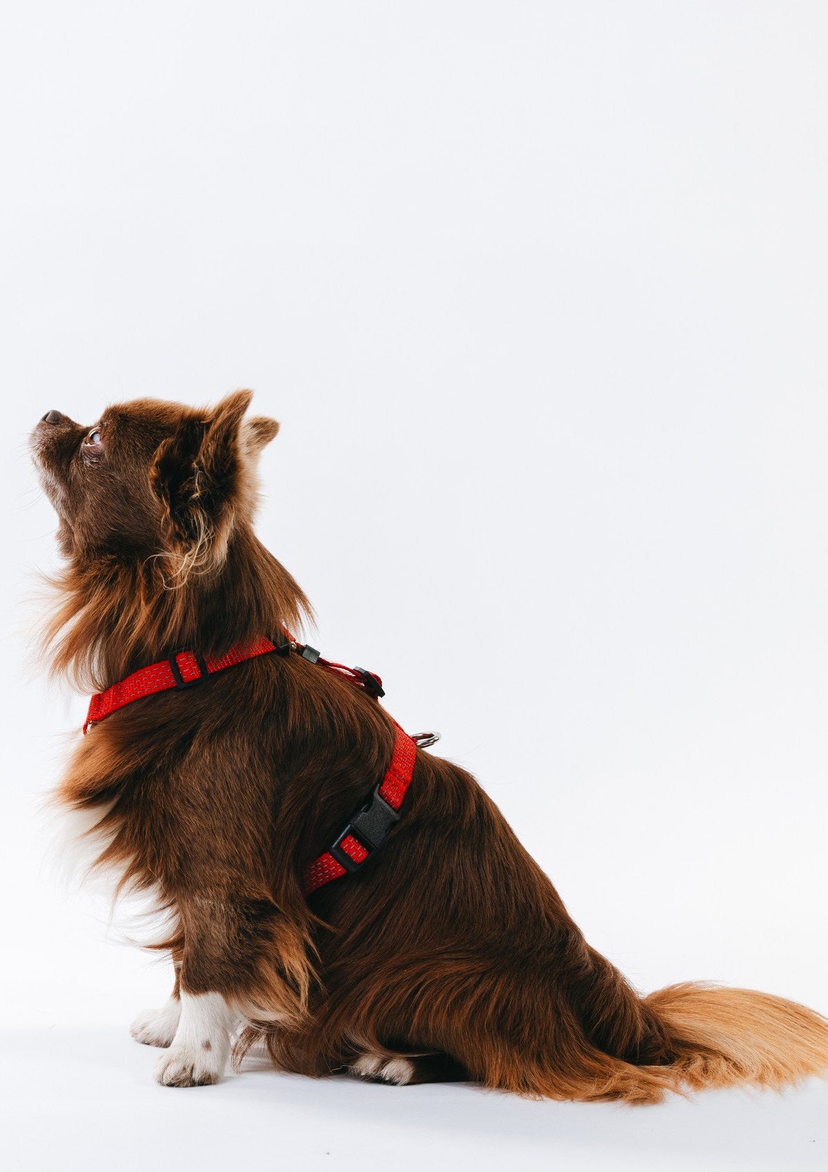 Anatomical Dog Harness - red color