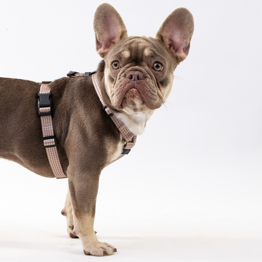 Anatomical Dog Harness - beige color