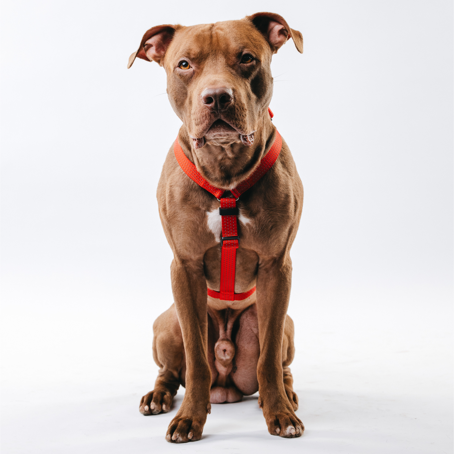Anatomical Dog Harness - red color