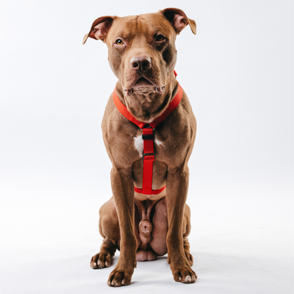 Anatomical Dog Harness - red color