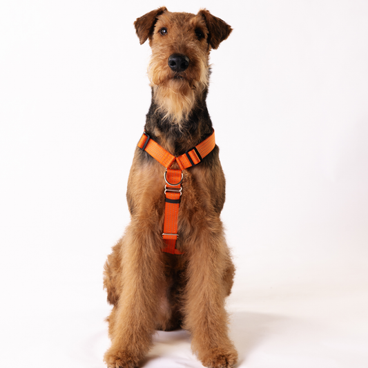Anatomical No Pull Dog Harness - orange color