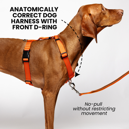 Anatomical No Pull Dog Harness - orange color
